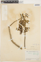 Erythrina velutina image