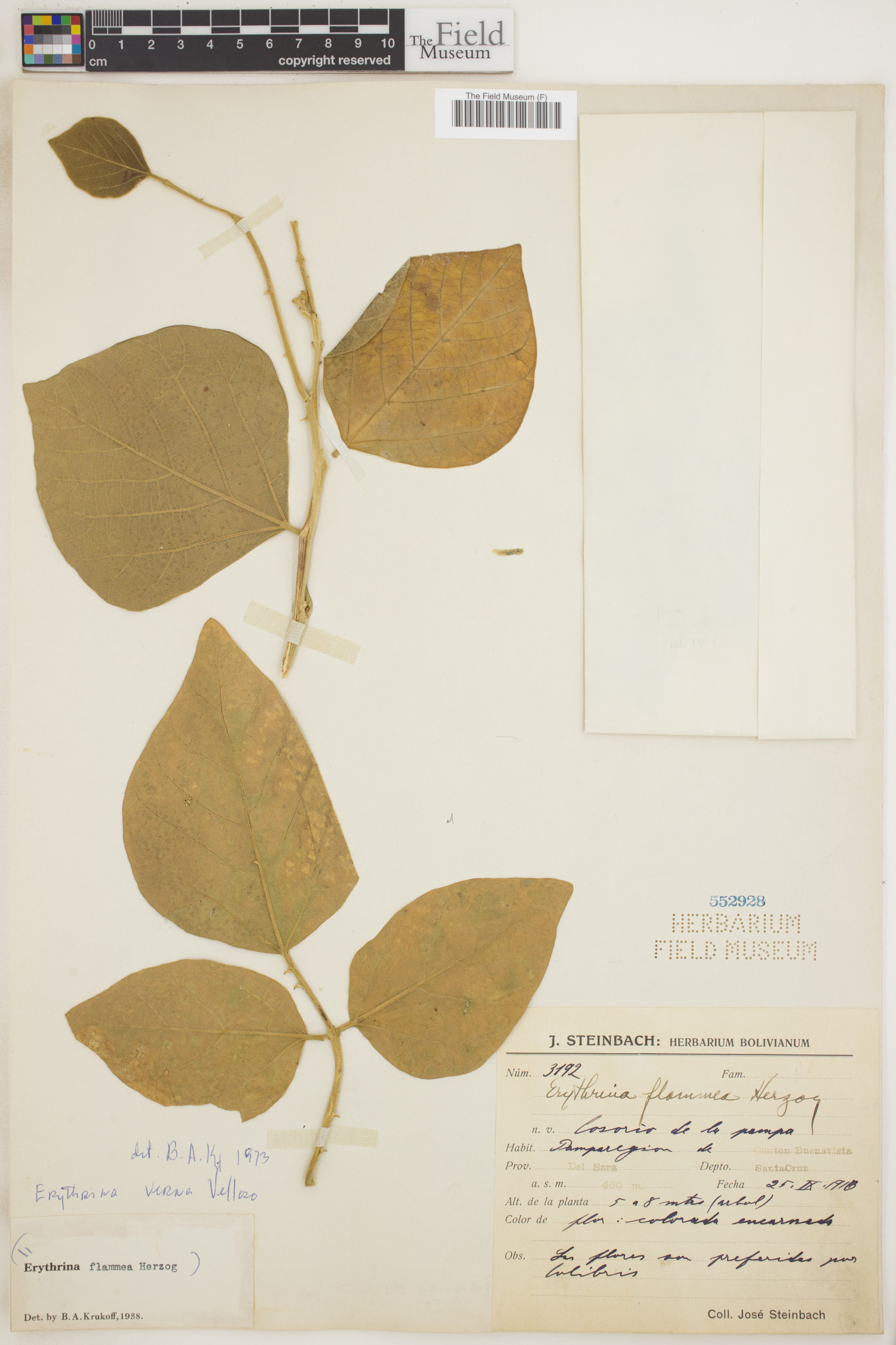 Erythrina verna image