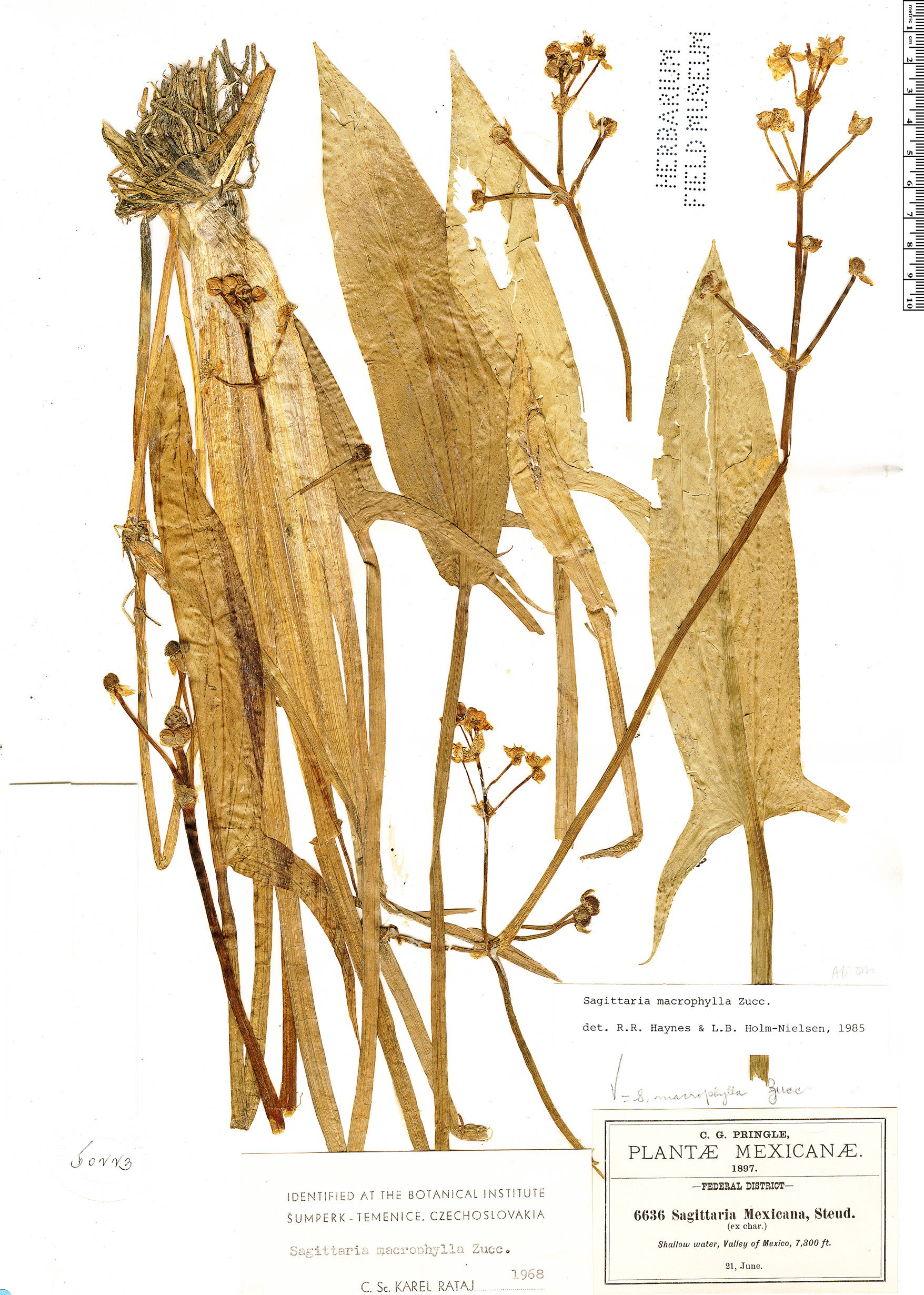 Sagittaria macrophylla image