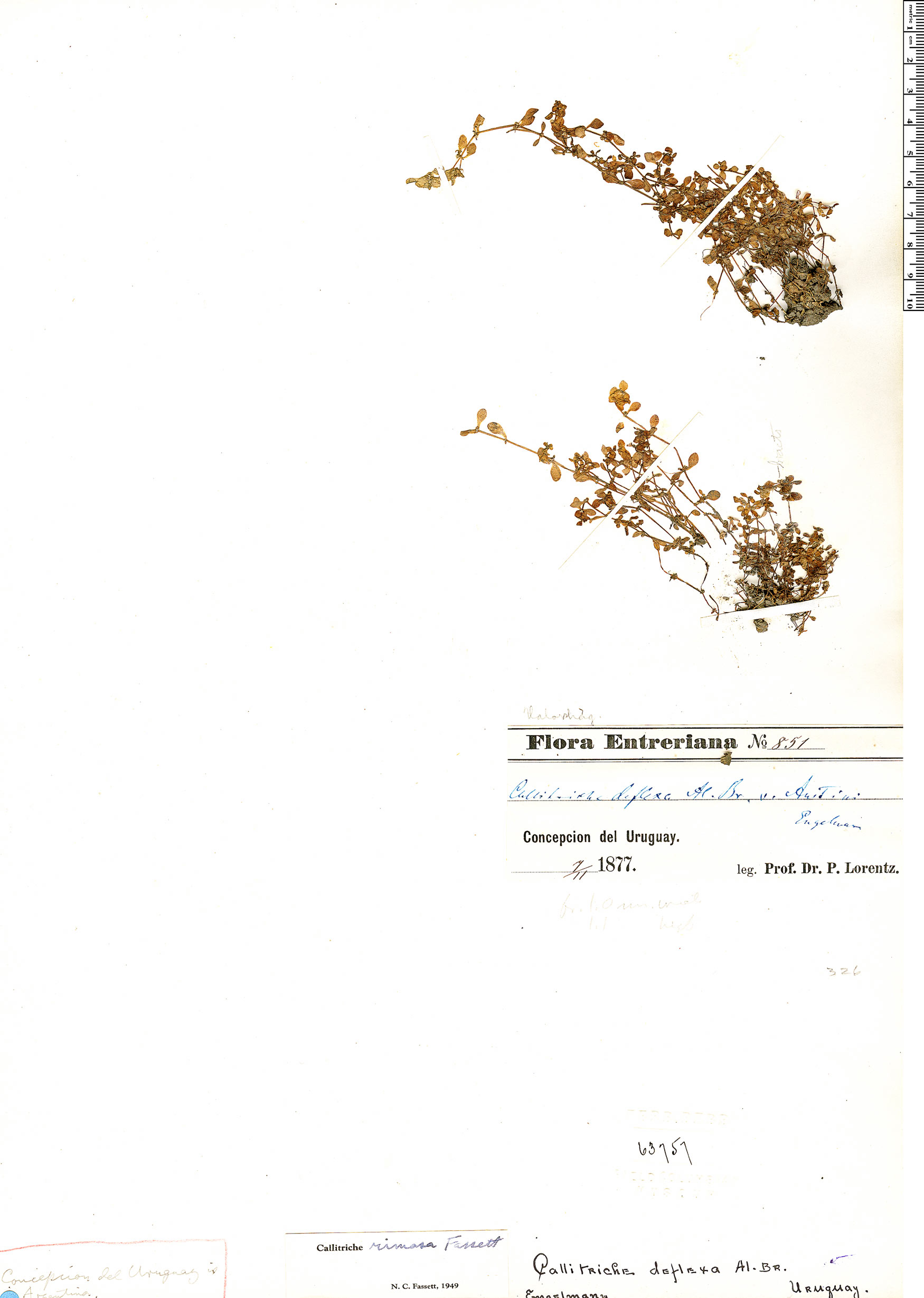 Callitriche rimosa image