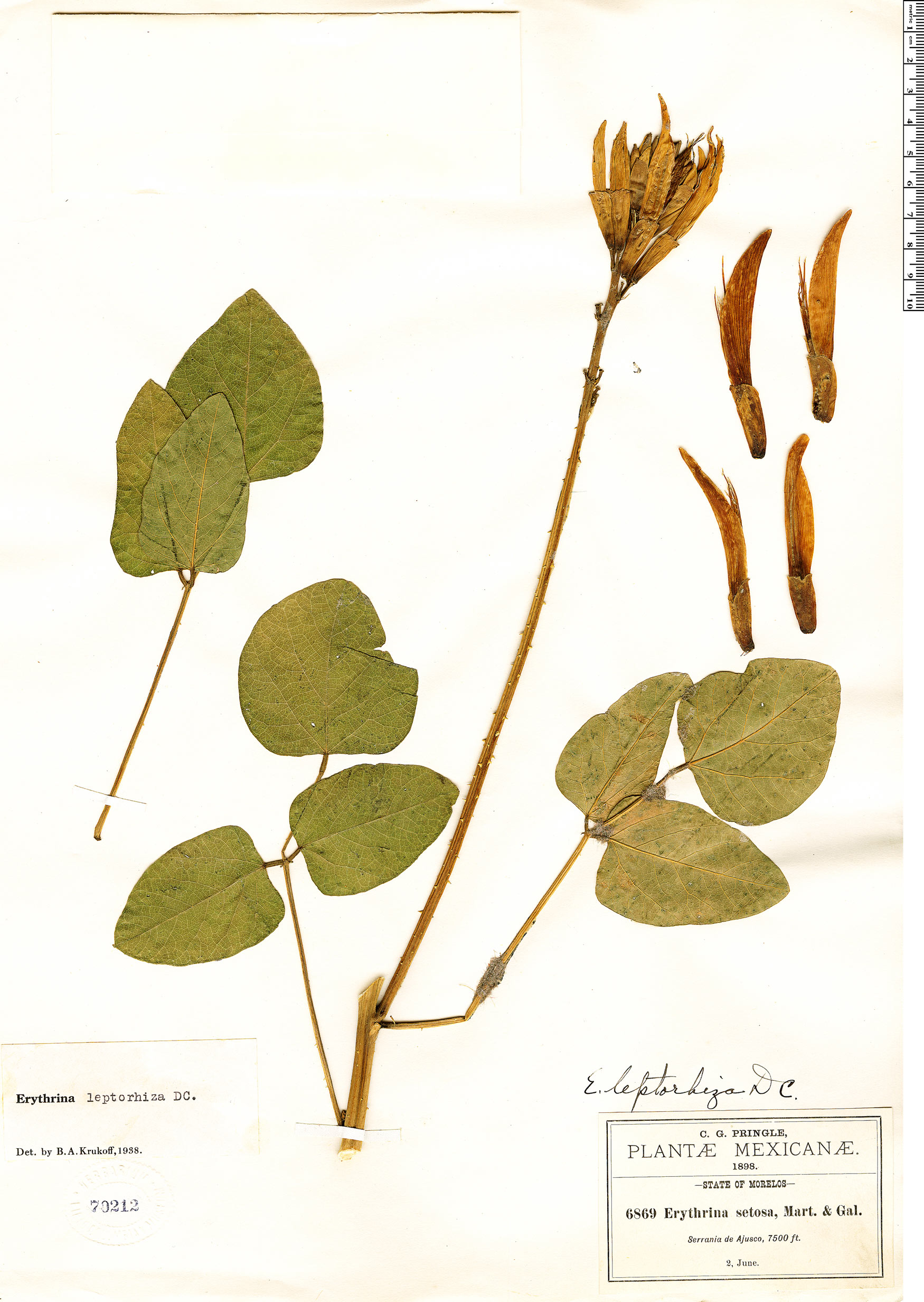 Erythrina leptorhiza image