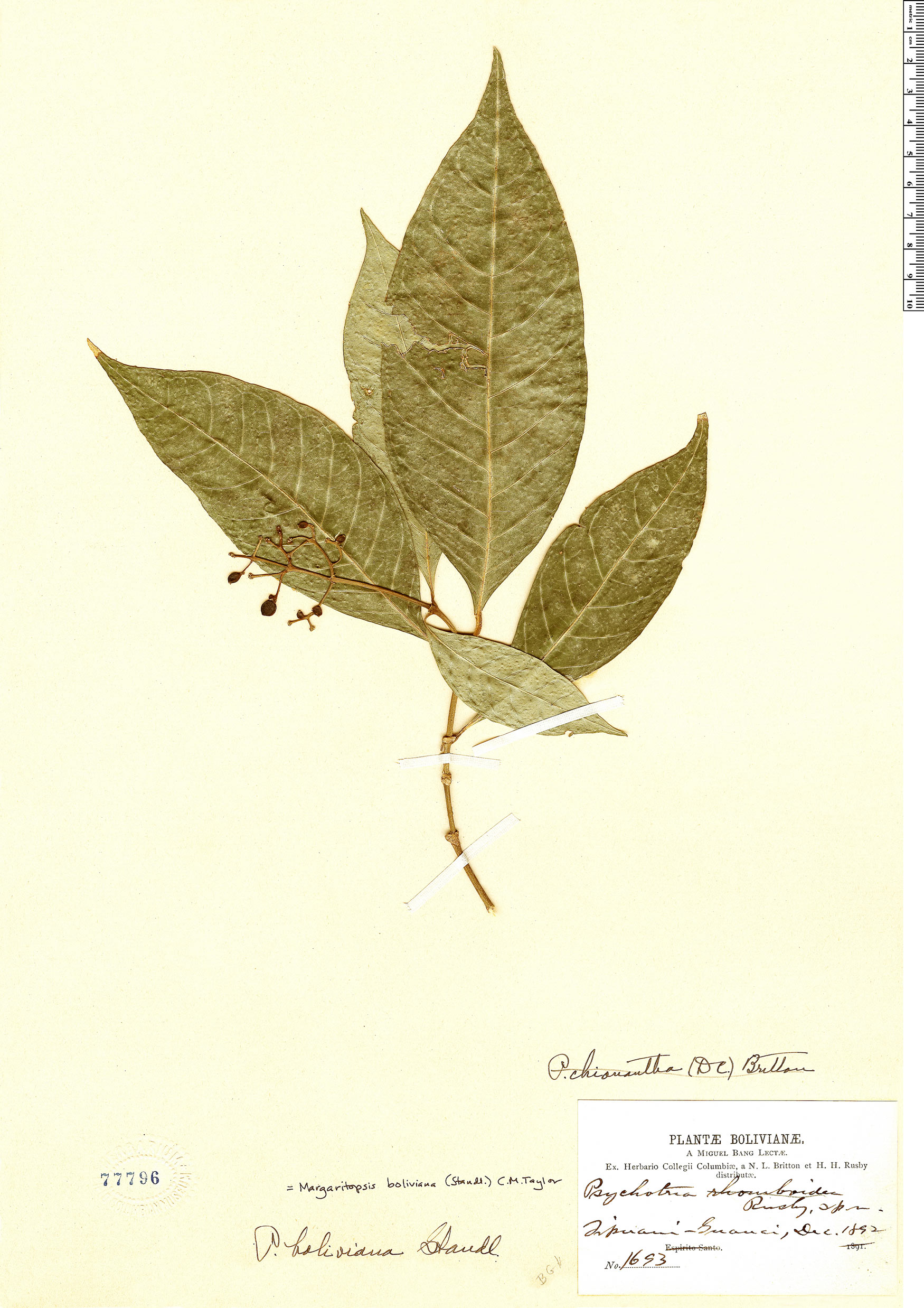 Eumachia boliviana image
