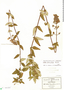 Salvia thyrsiflora image