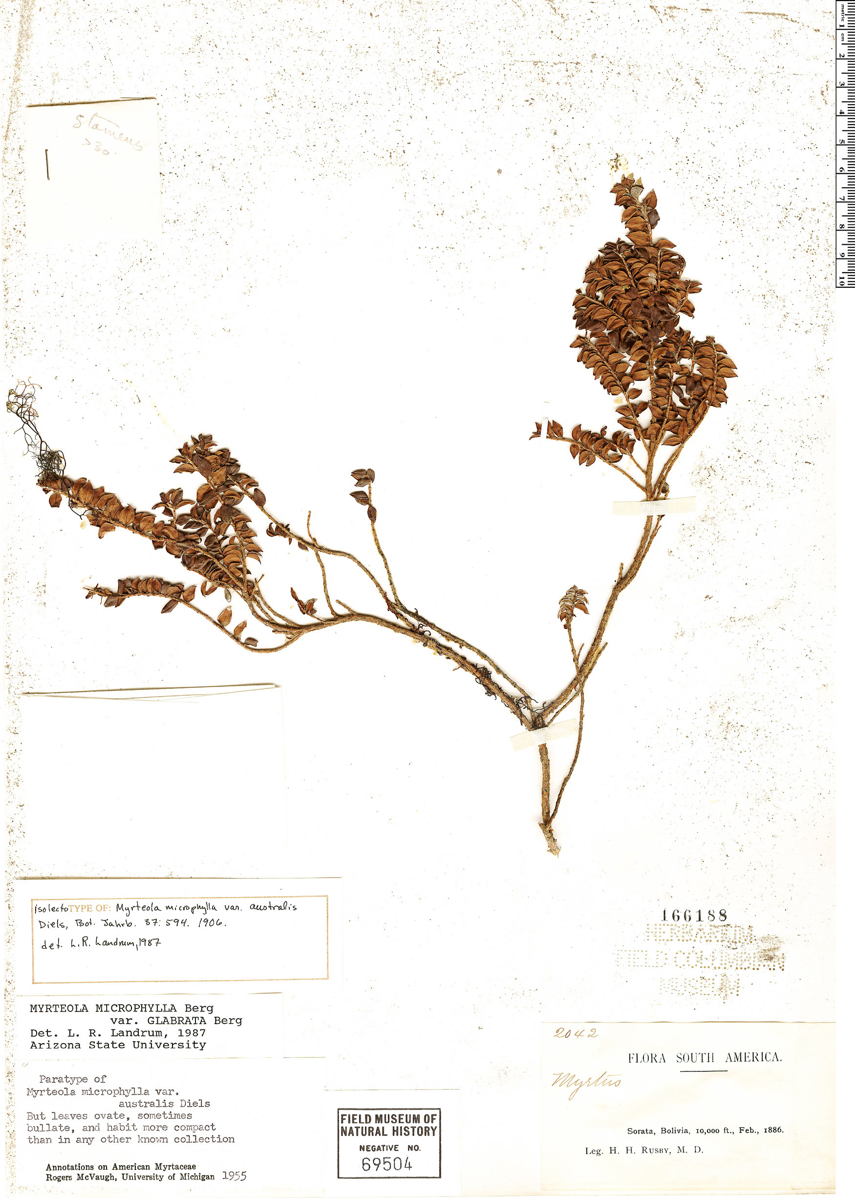 Myrteola microphylla var. australis image