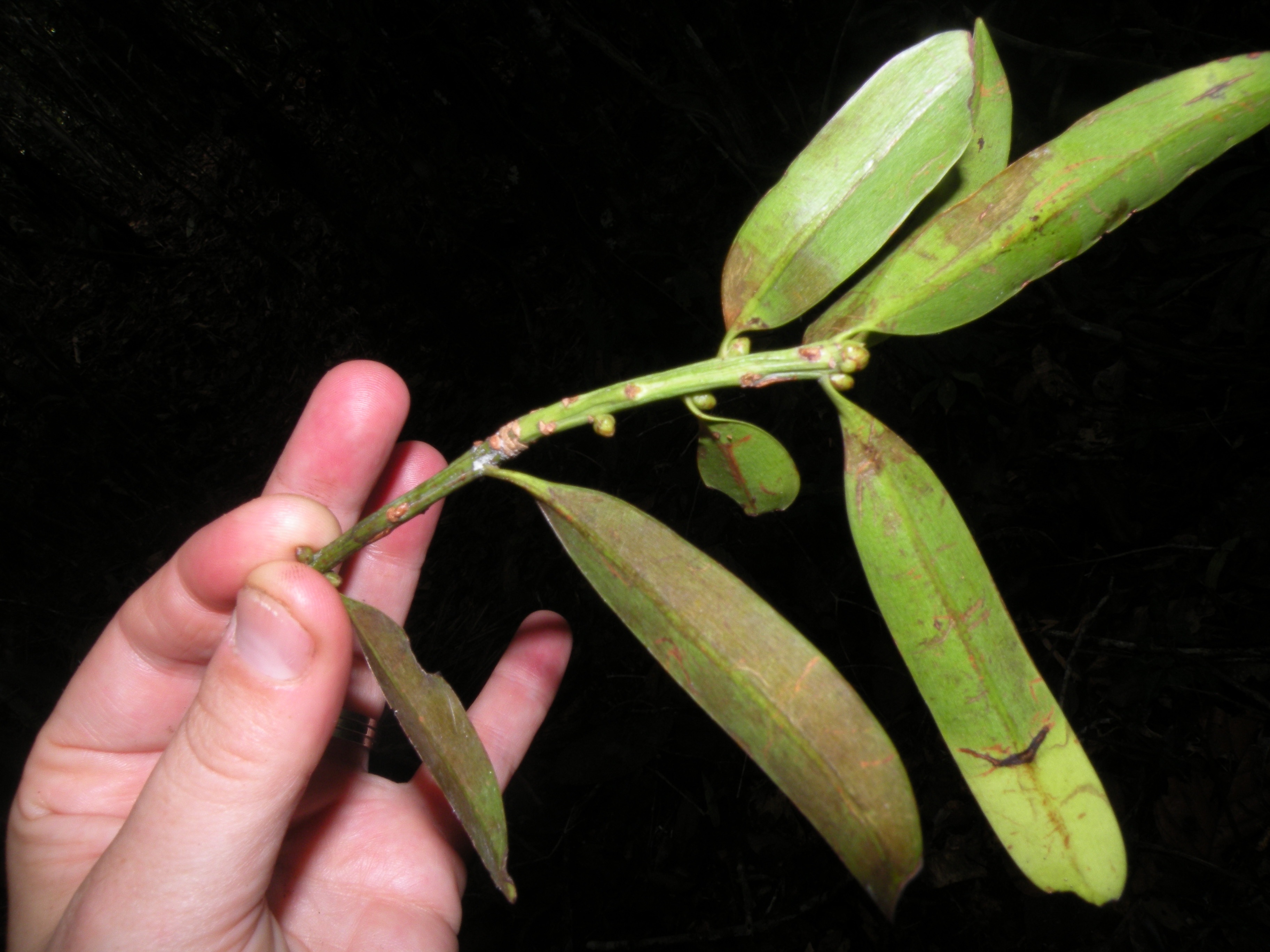 Podocarpus magnifolius image