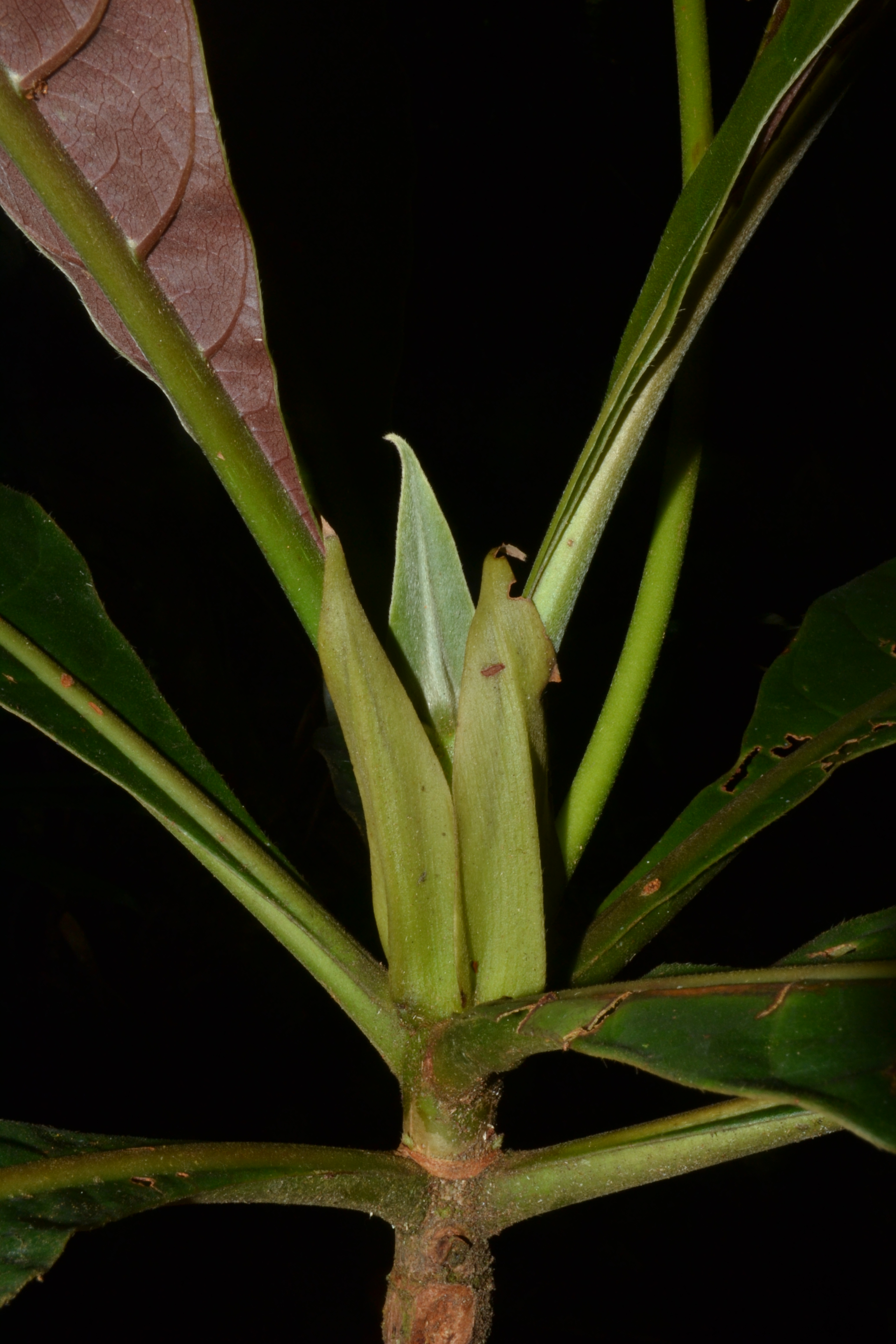 Remijia chelomaphylla image