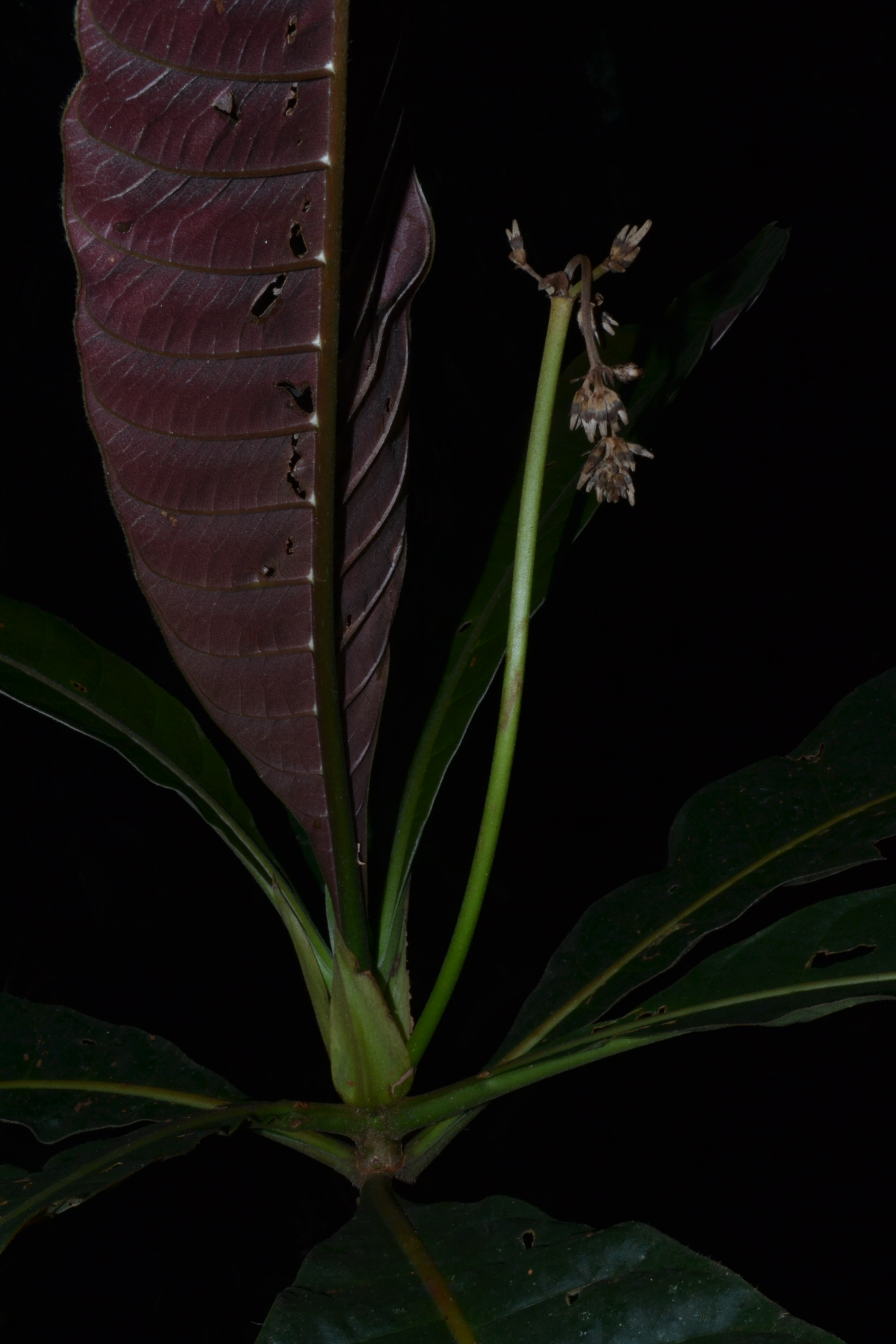 Remijia chelomaphylla image