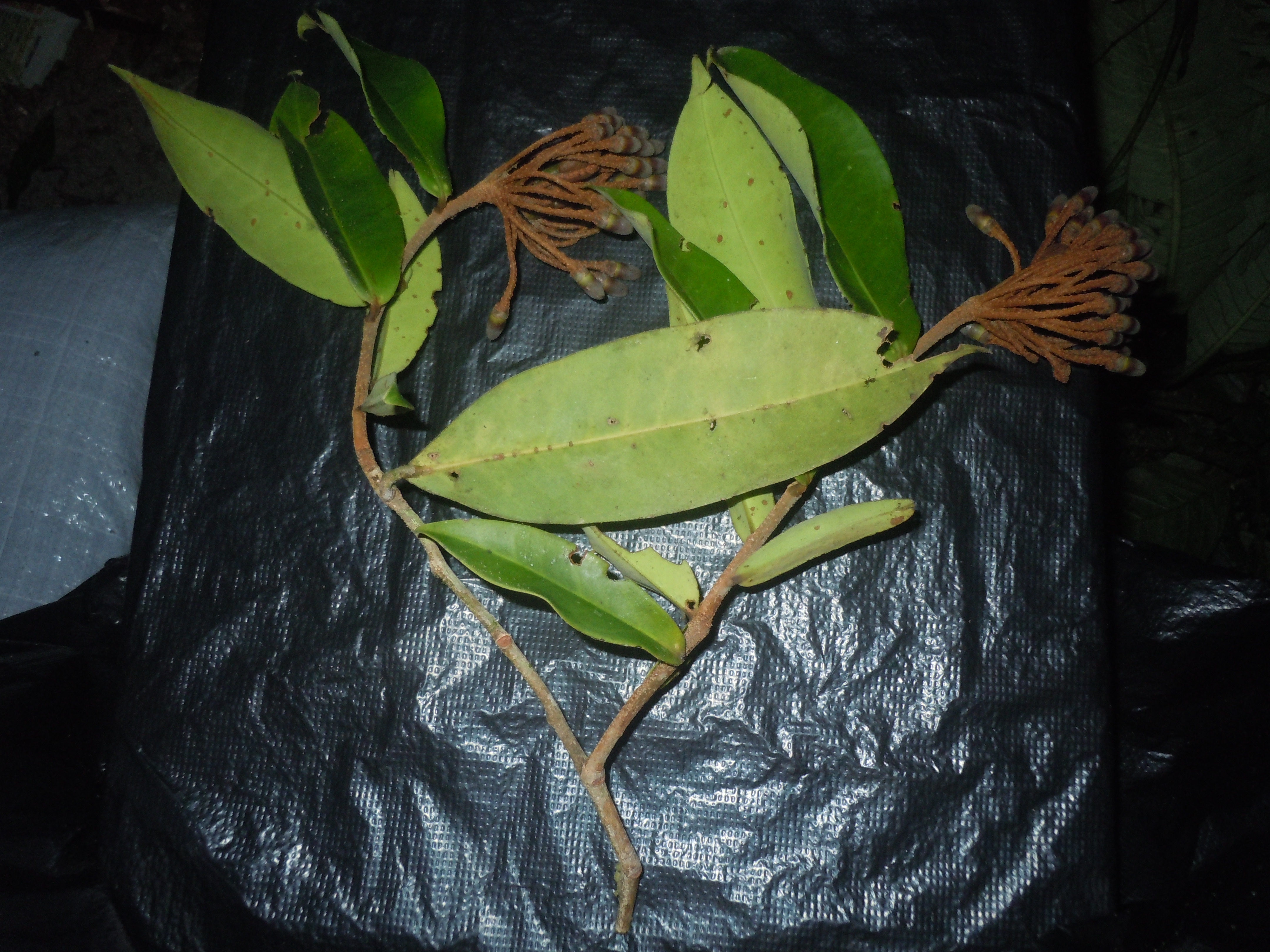 Marcgravia macrophylla image