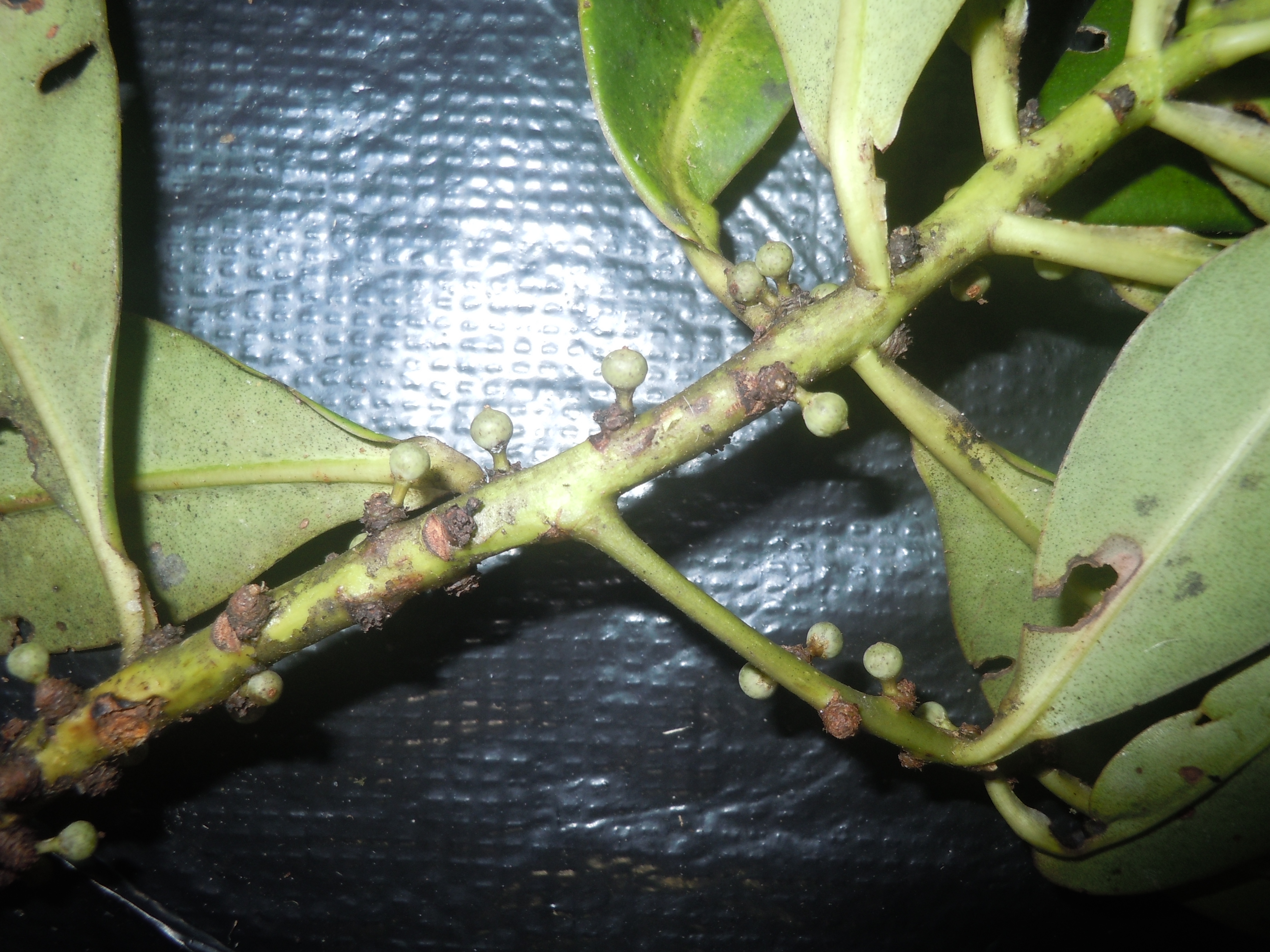 Myrsine oligophylla image