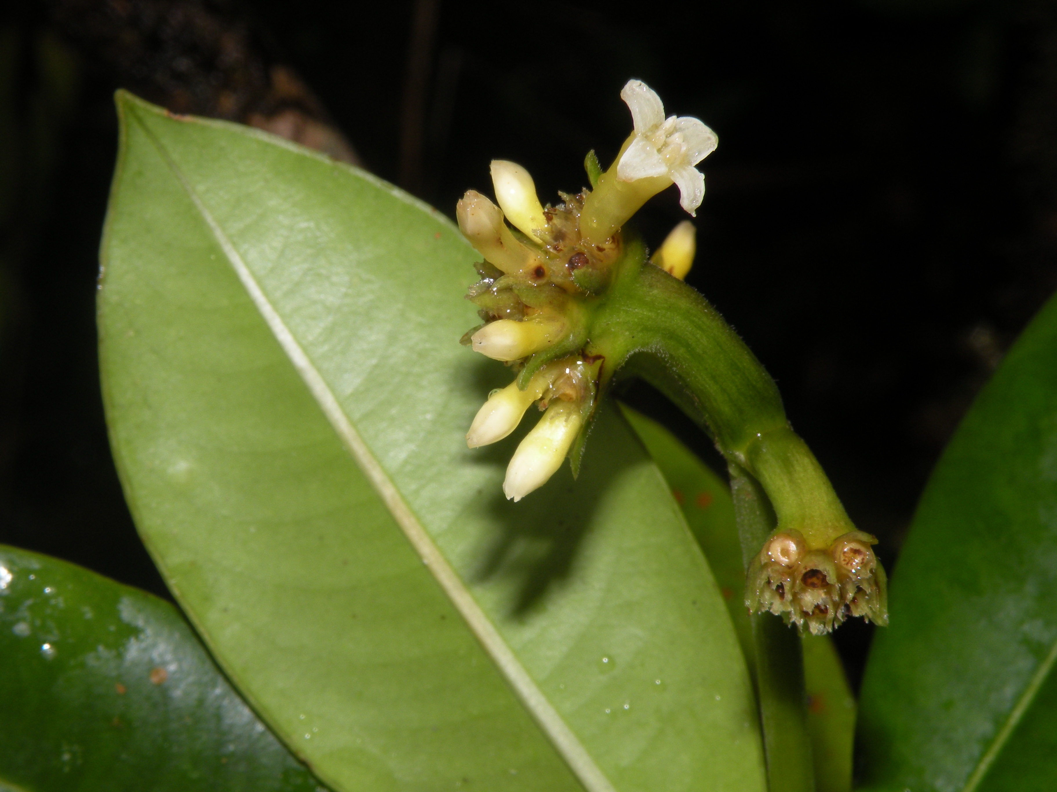 Palicourea conephoroides image