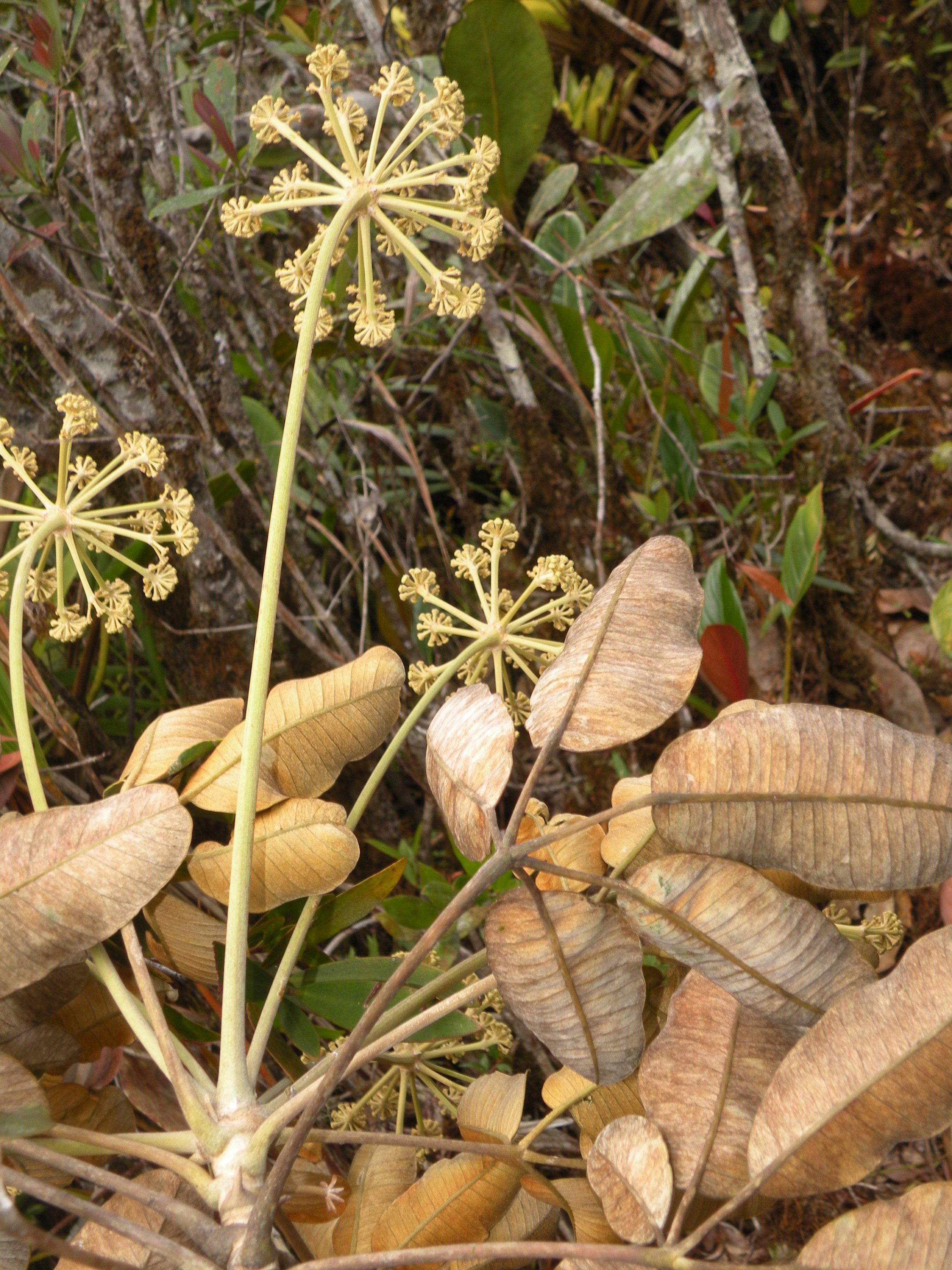 Schefflera harmsii image