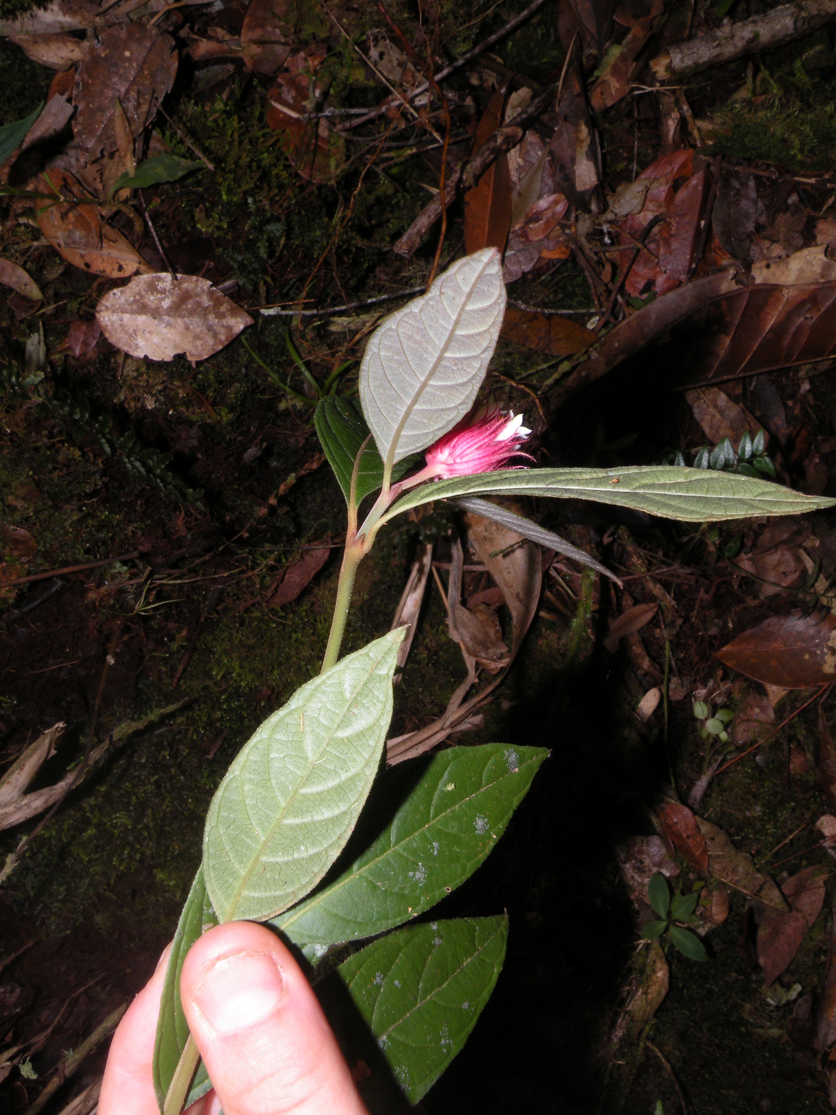 Psychotria adpressipilis image