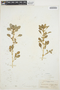 Amaranthus crassipes image