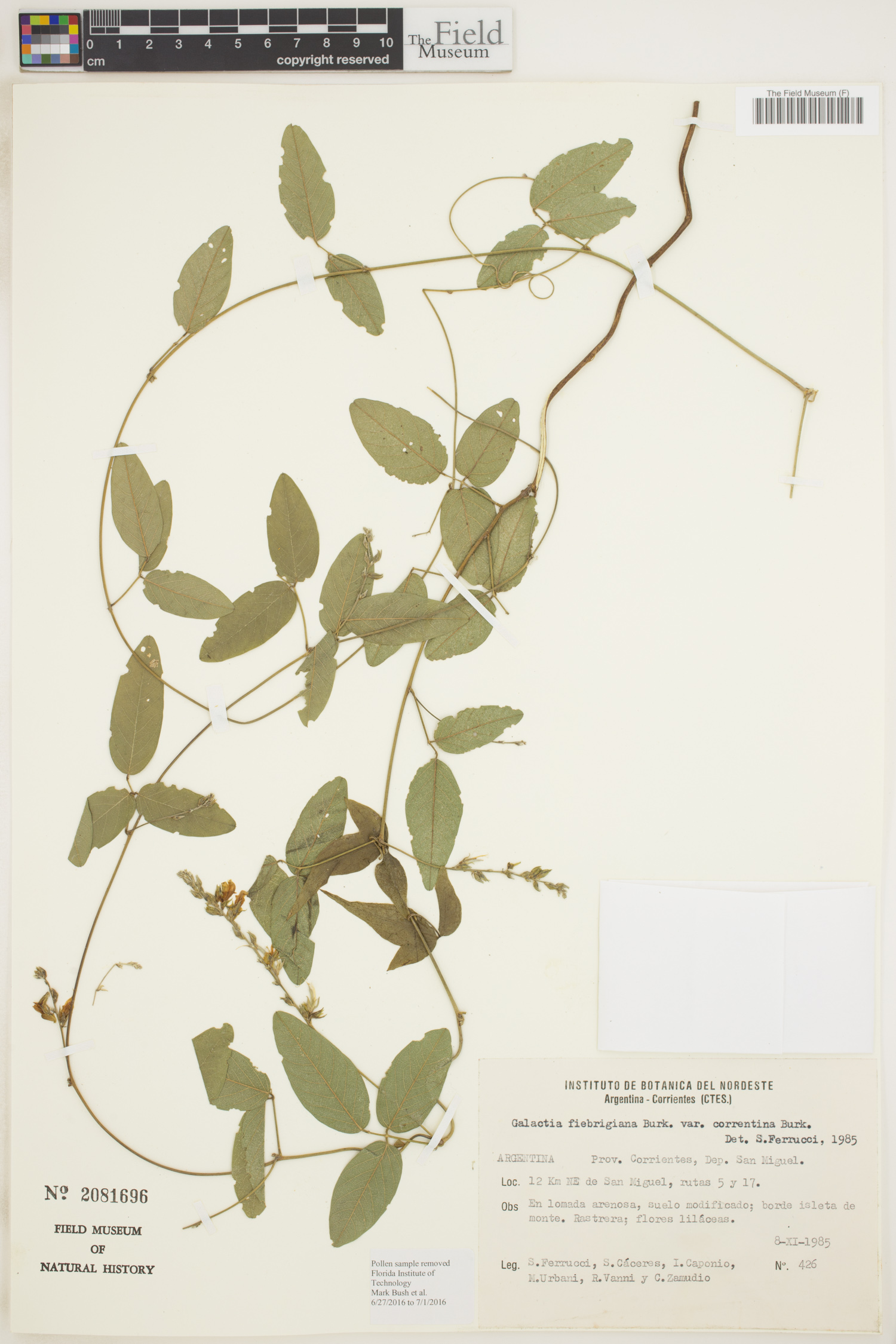 Galactia fiebrigiana var. correntina image
