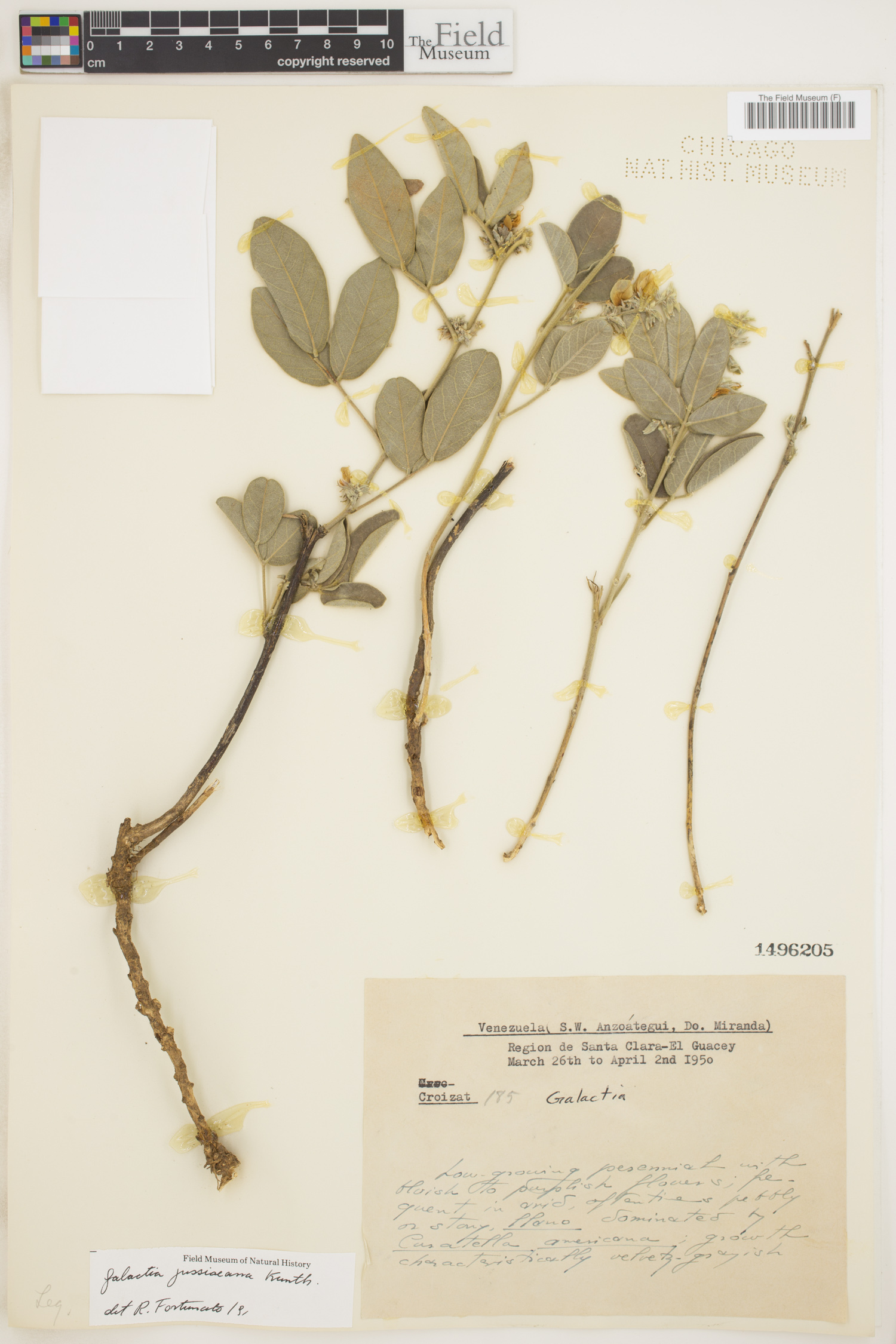 Galactia jussiaeana image