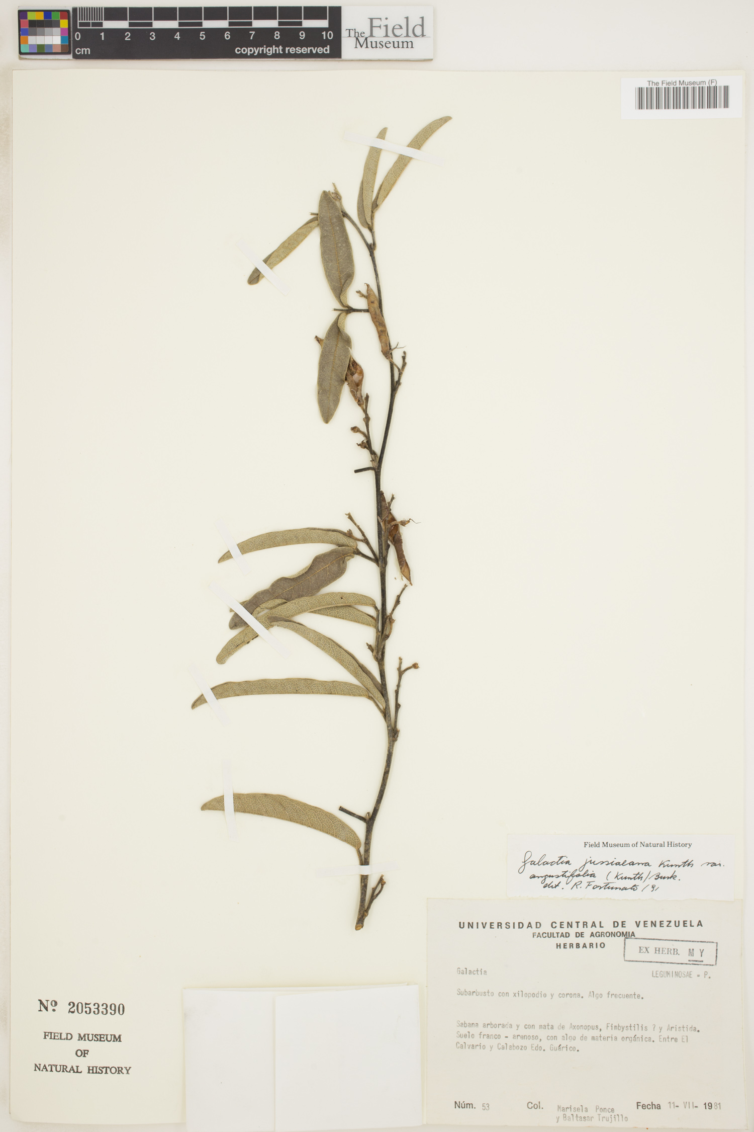 Galactia jussiaeana var. angustifolia image