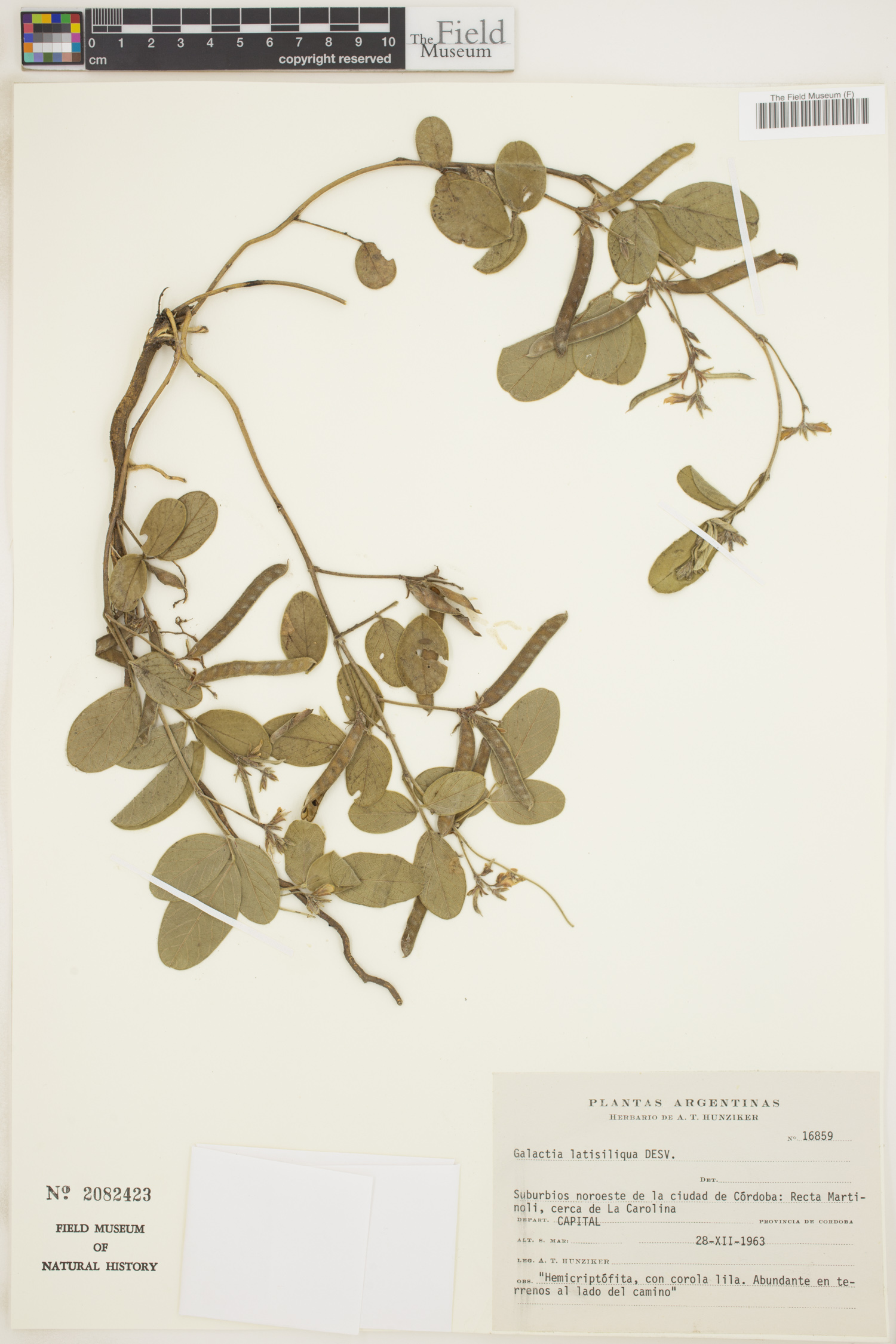Galactia latisiliqua image