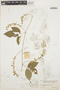 Galactia longiflora image