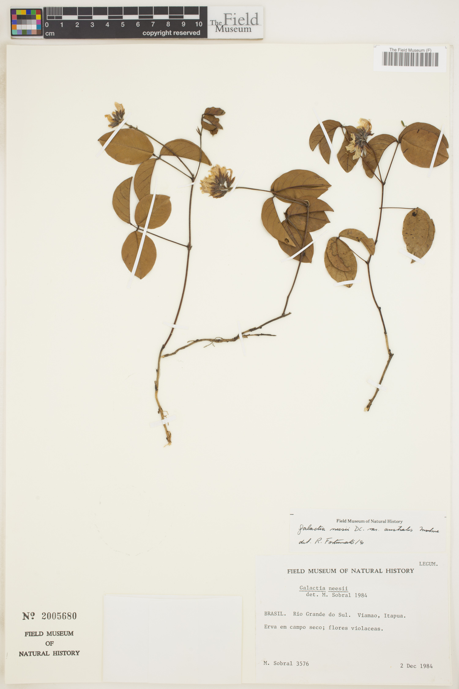Galactia neesii var. australis image