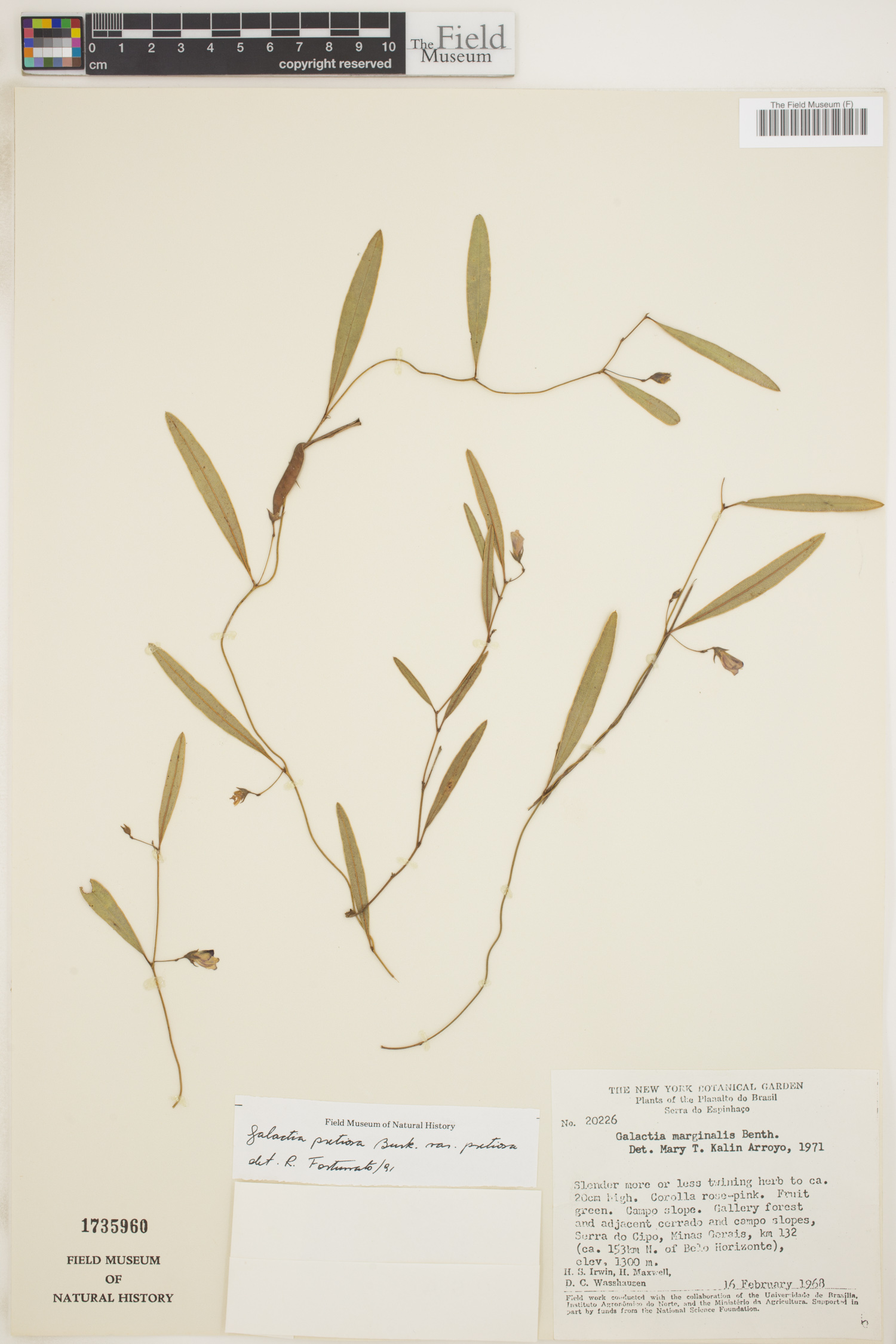 Galactia pretiosa var. pretiosa image