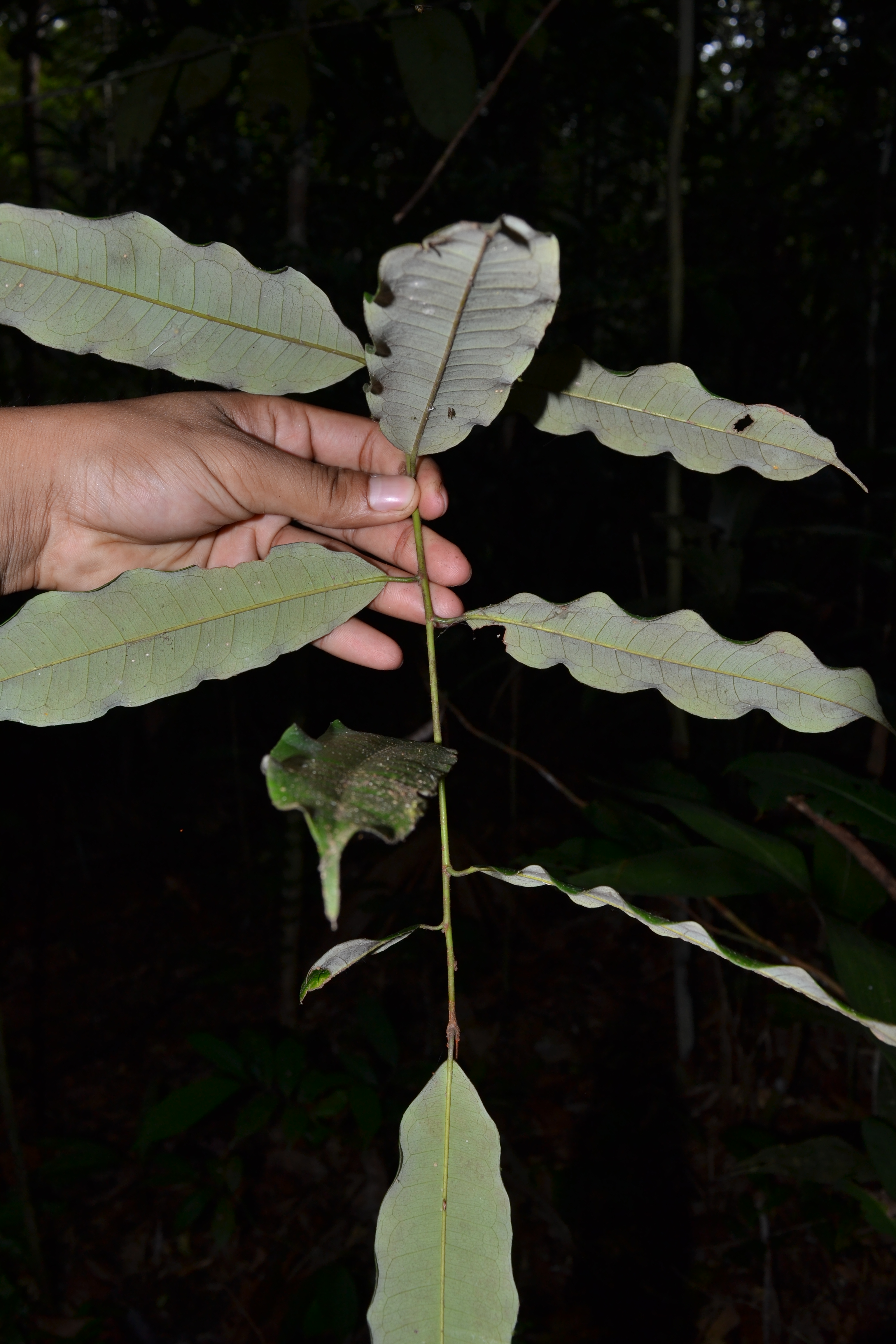Mabea speciosa image