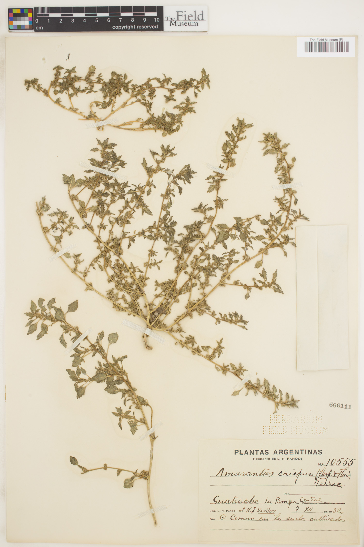 Amaranthus crispus image