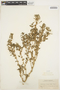 Amaranthus crispus image