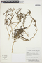 Amaranthus muricatus image