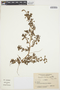 Amaranthus lividus image