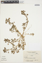 Amaranthus lividus image