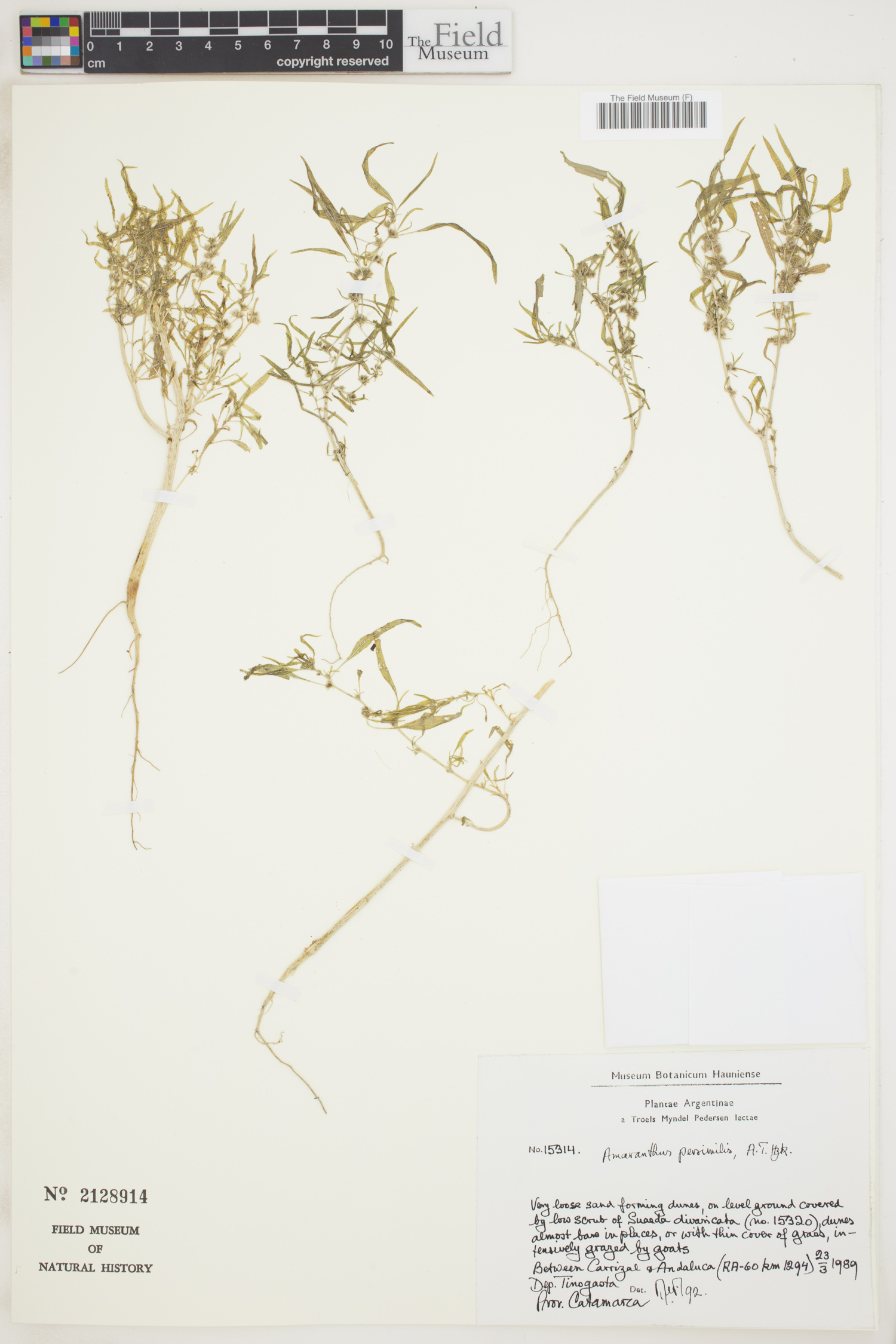 Amaranthus persimilis image