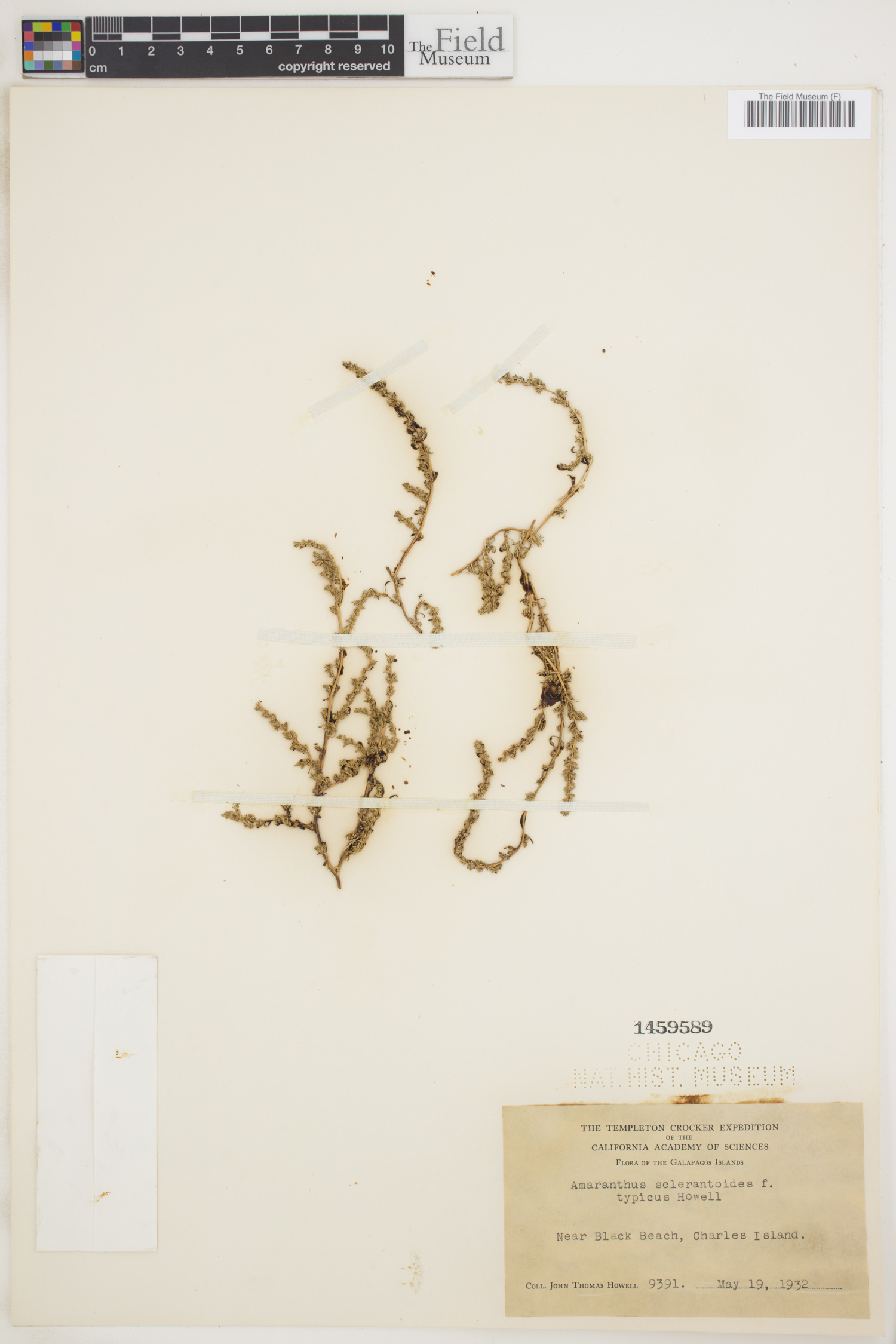 Amaranthus sclerantoides image