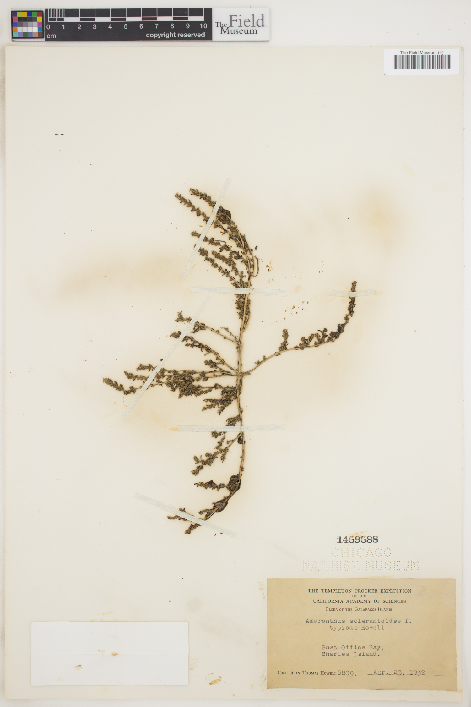 Amaranthus sclerantoides image