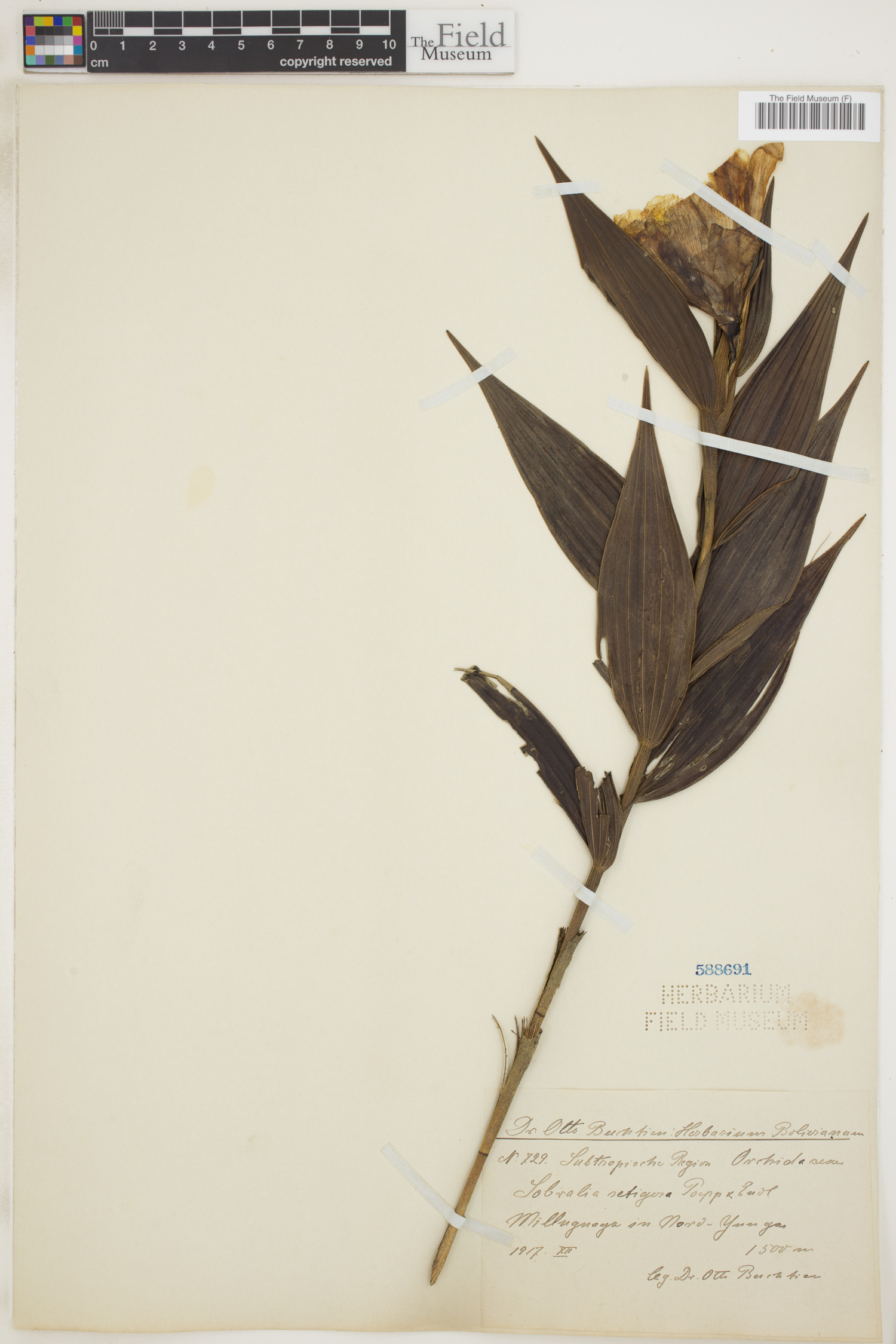 Sobralia setigera image