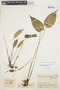 Pleurothallis uniflora image