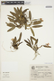 Cattleya coccinea image