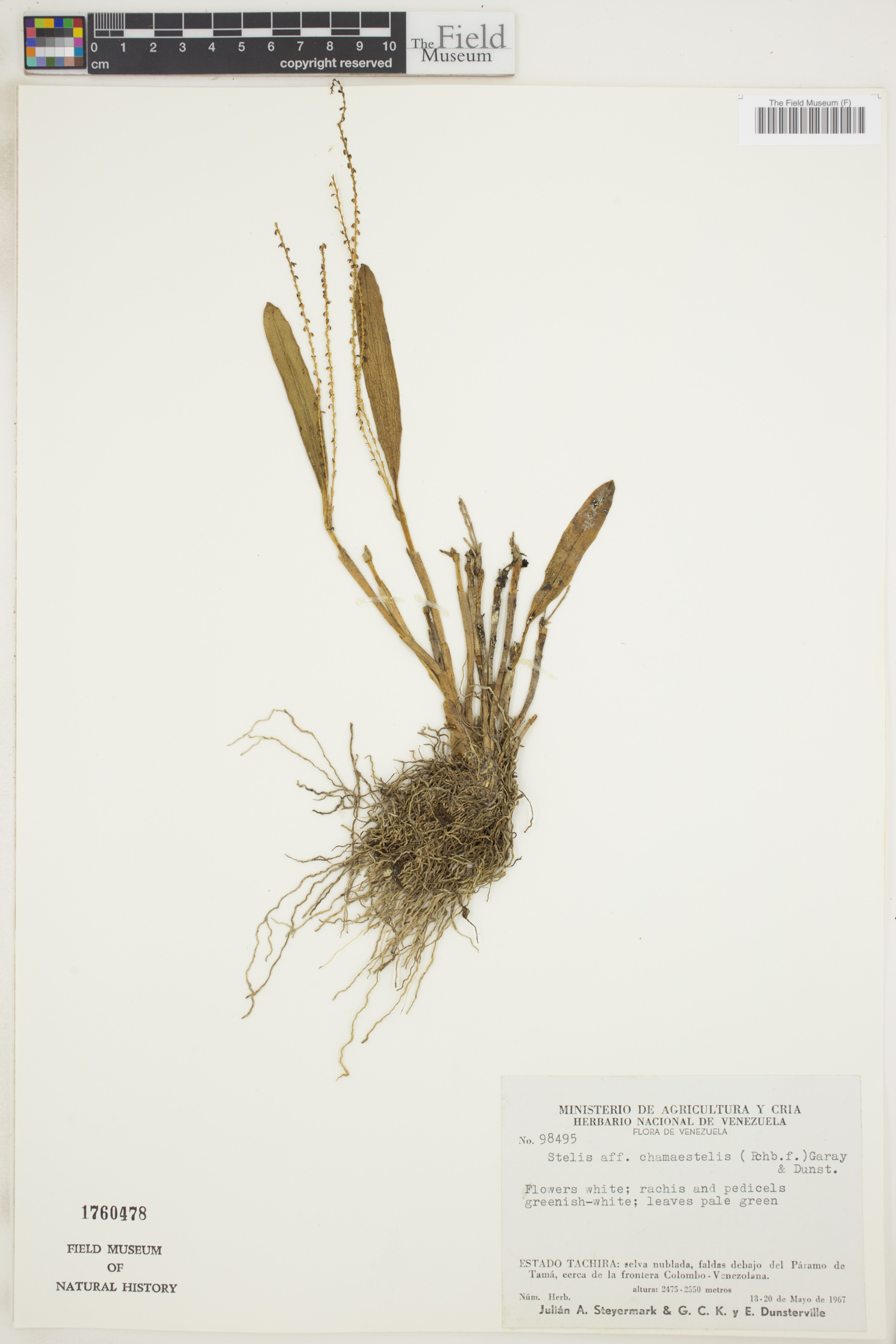 Stelis chamaestelis image