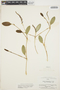 Stelis oblongifolia image