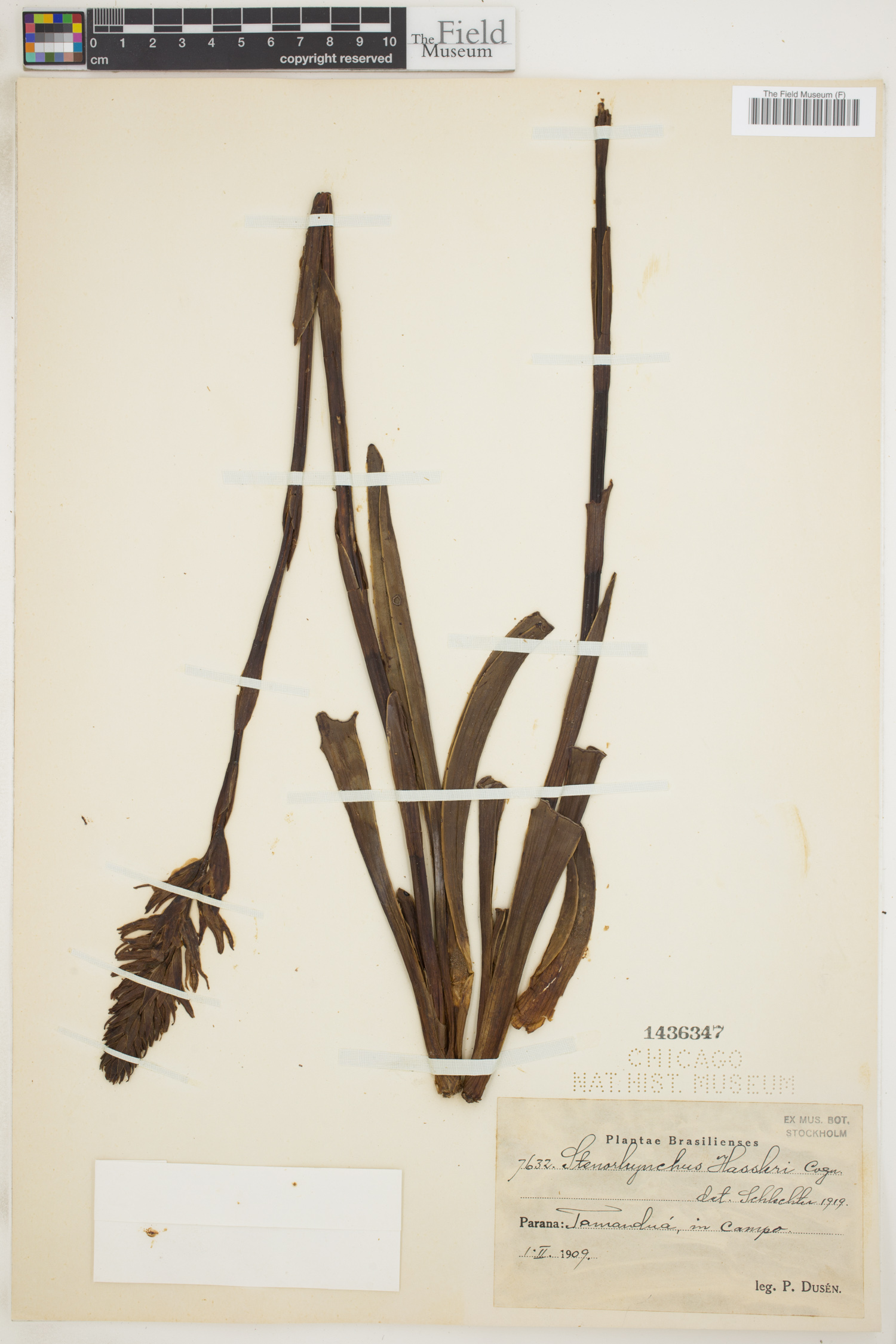 Sacoila hassleri image