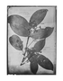 Nectandra paucinervia image