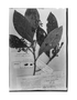 Laurus cuneifolia image