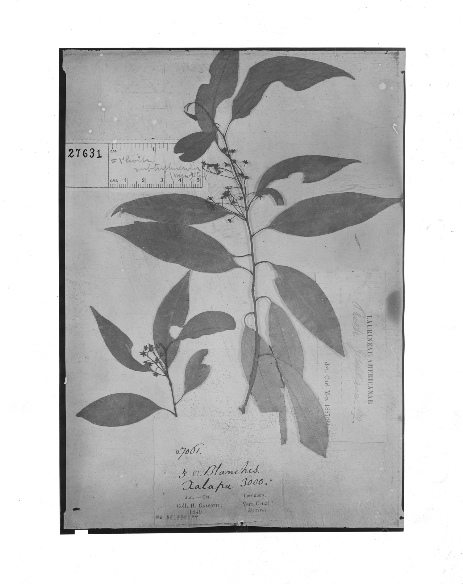 Cinnamomum subtriplinervium image
