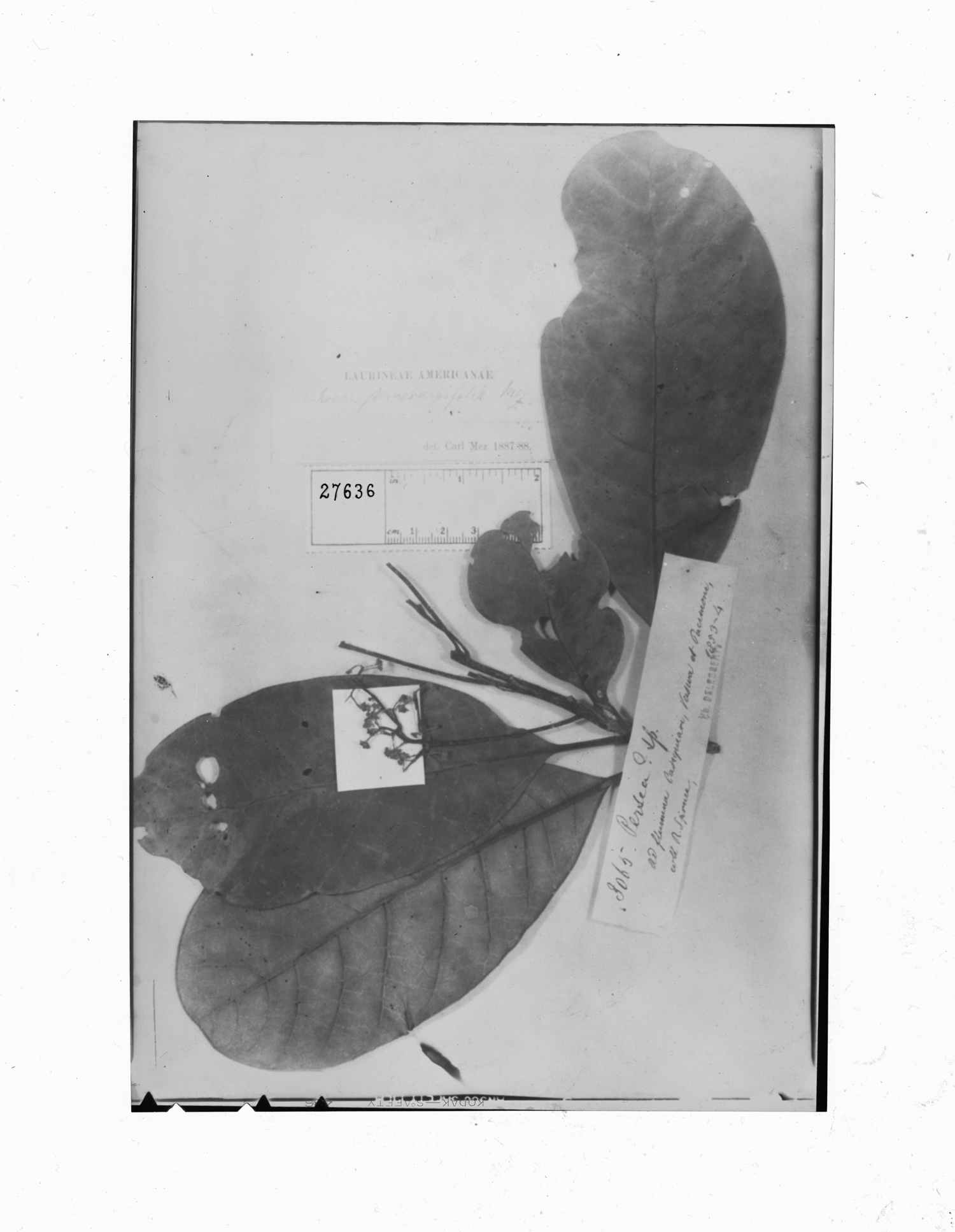 Cinnamomum semecarpifolium image