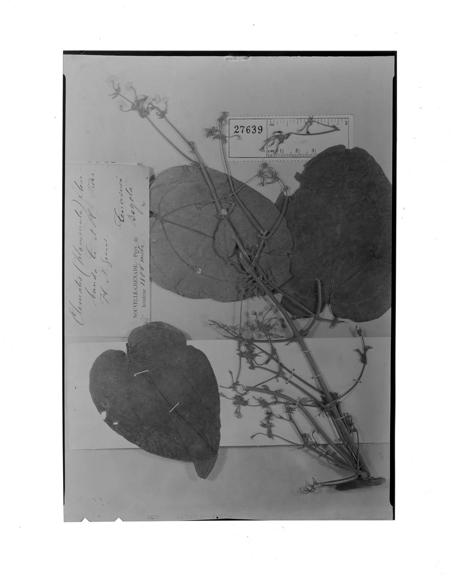 Clematis floribunda image