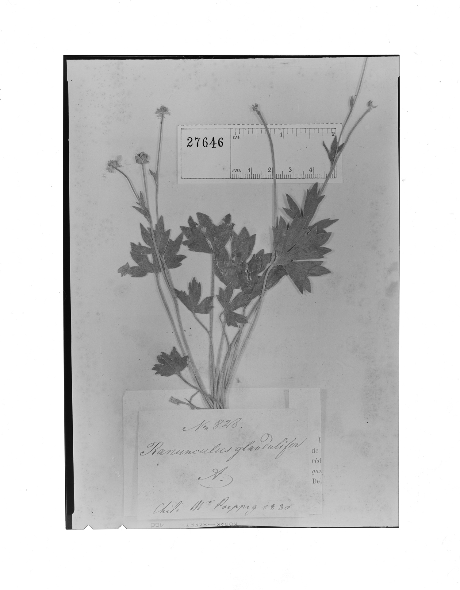 Ranunculus glandulifer image