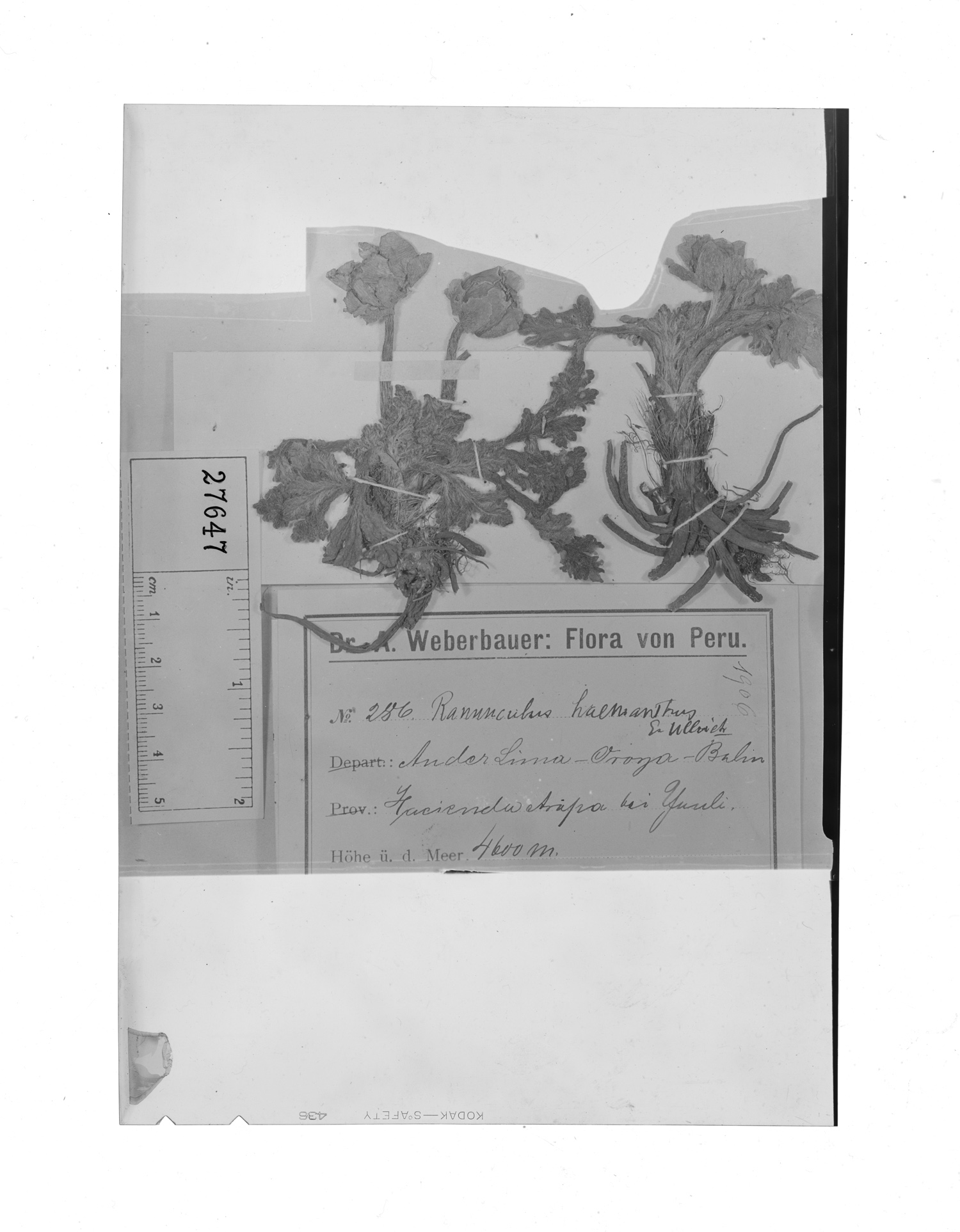 Ranunculus haemanthus image