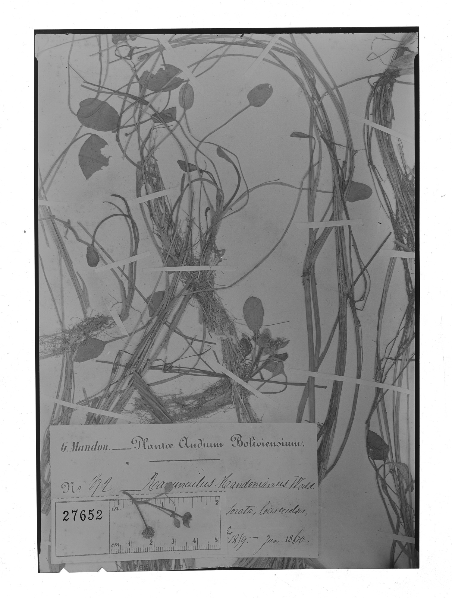Ranunculus mandonianus image