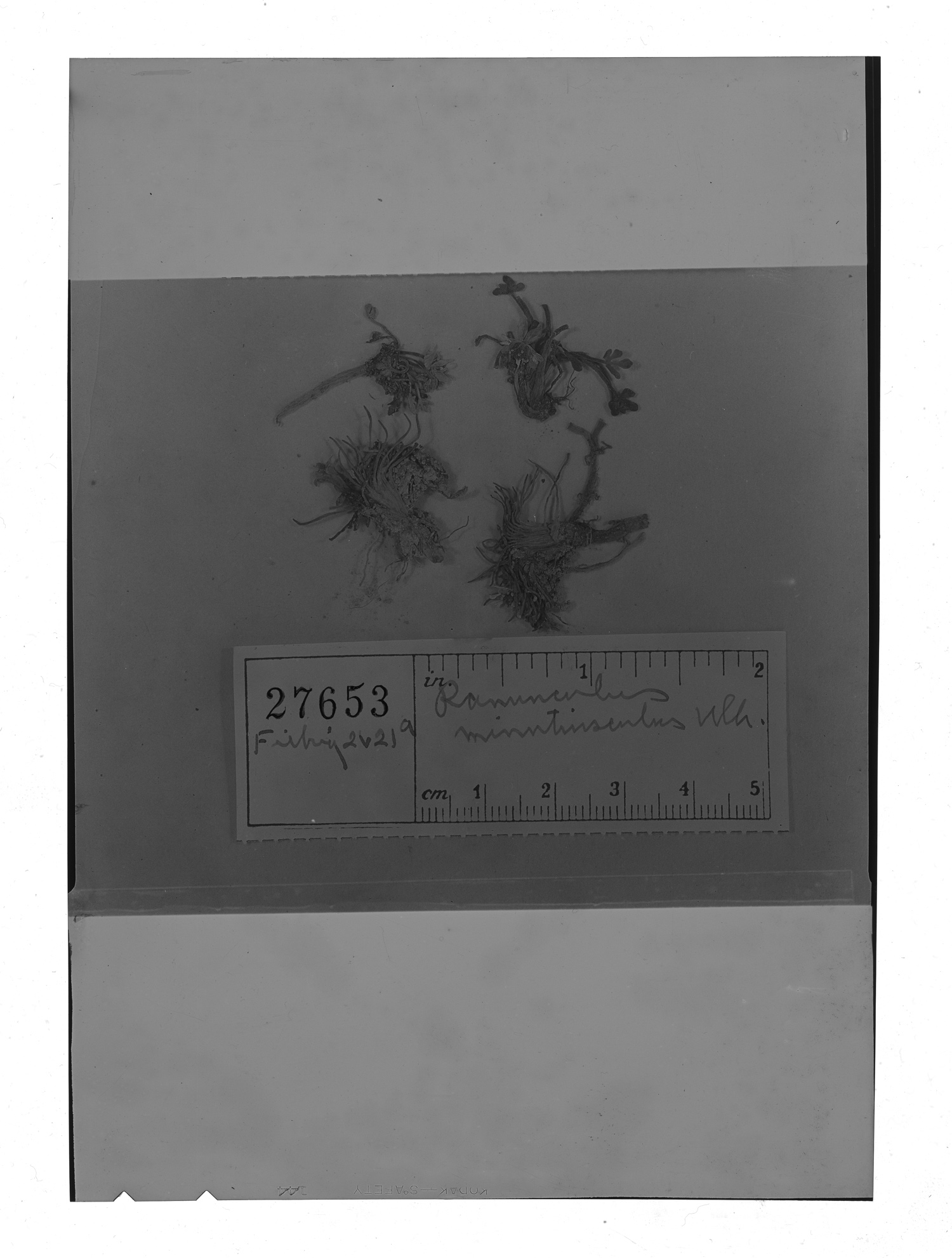 Ranunculus minutiusculus image