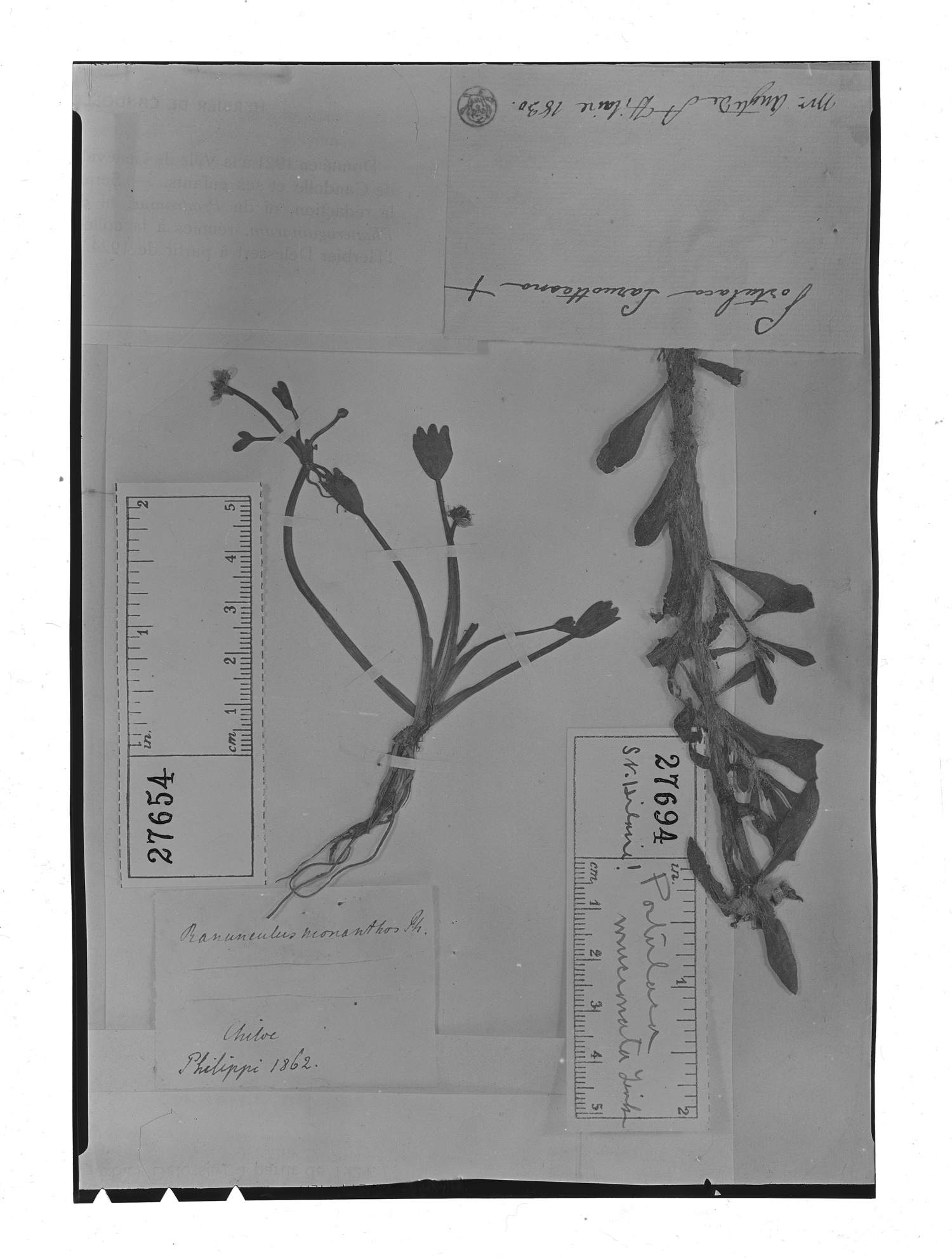 Ranunculus monanthos image