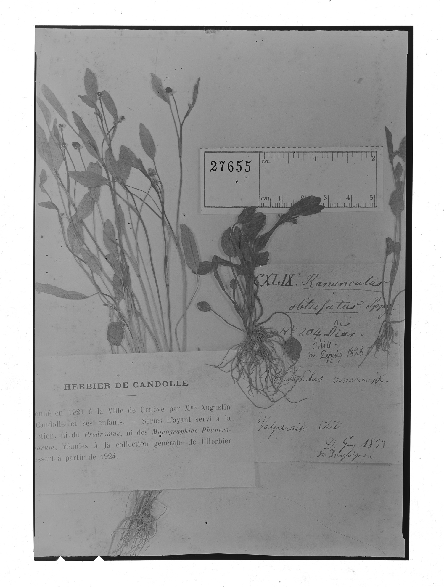 Ranunculus bonariensis subsp. trisepalus image